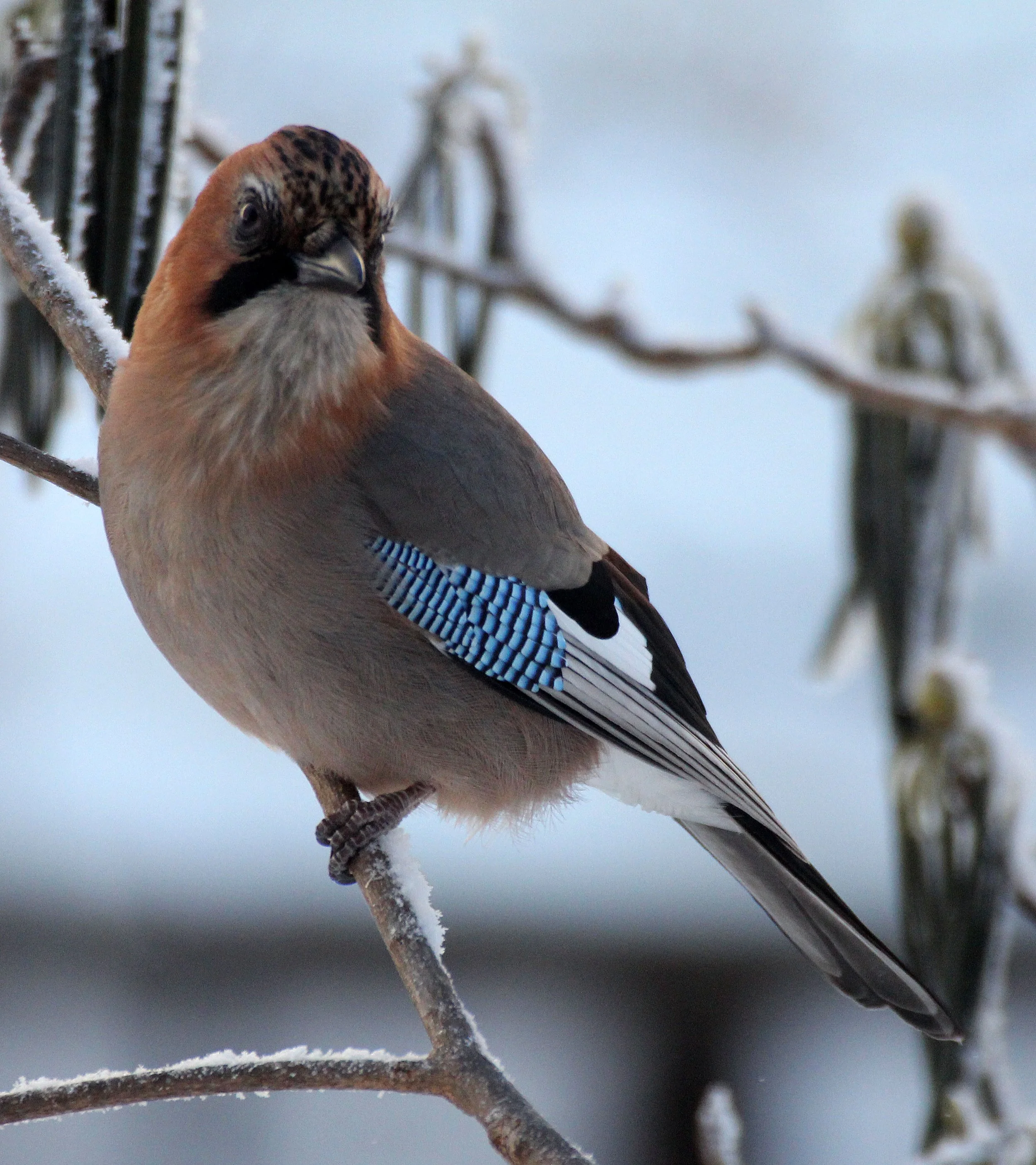 BIRD - JAY - EURASIAN JAY - YOROUSHI ONSEN DAIICHI LODGE, HOKKAIDO JAPAN (23).JPG