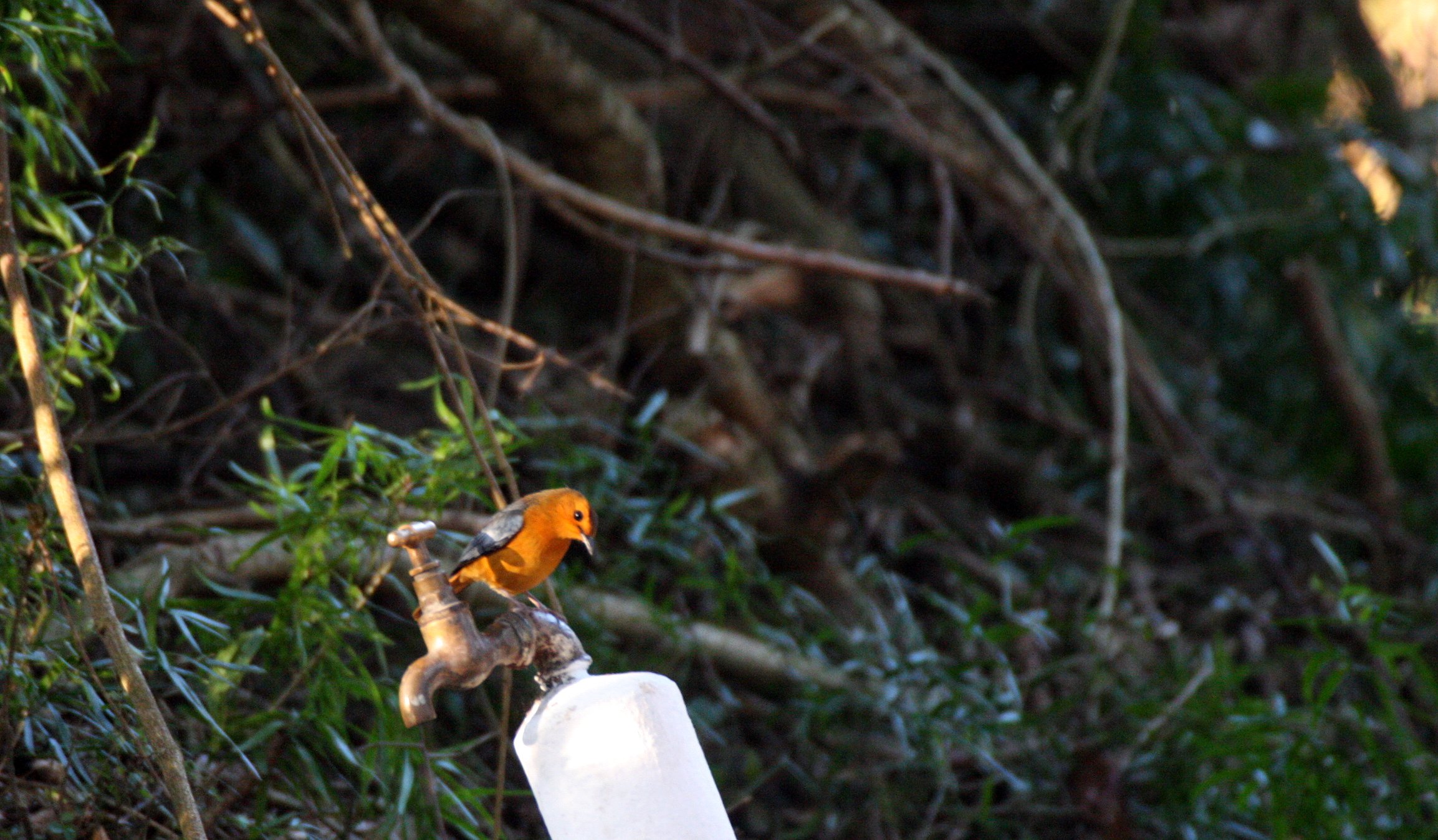 BIRD - ROBIN - NATAL ROBIN OR RED-CAPPED ROBIN-CHAT - COSSYPHA NATALENSIS - SAINT LUCIA WETLANDS RESERVE - SOUTH AFRICA.JPG