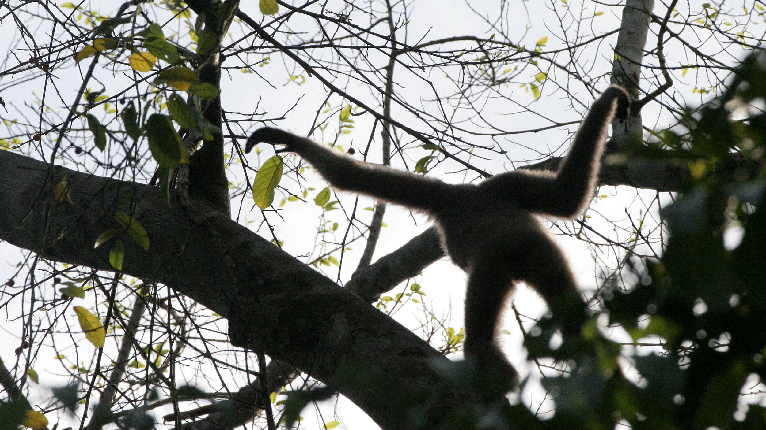 HYLOBATIDAE - Hylobates muelleri - MUELLER'S (GRAY) GIBBON - TABIN WILDLIFE RESERVE  (78).JPG