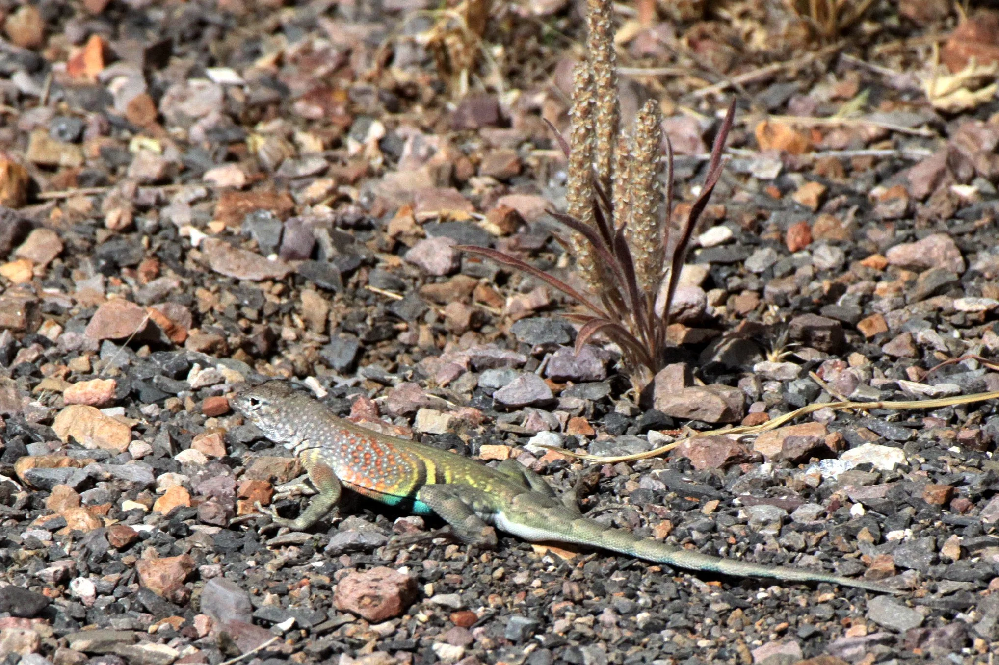 Cophosaurus texanus - GREATER EARLESS LIZARD - DRIPPING SPRING NEW MEXICO (3).JPG