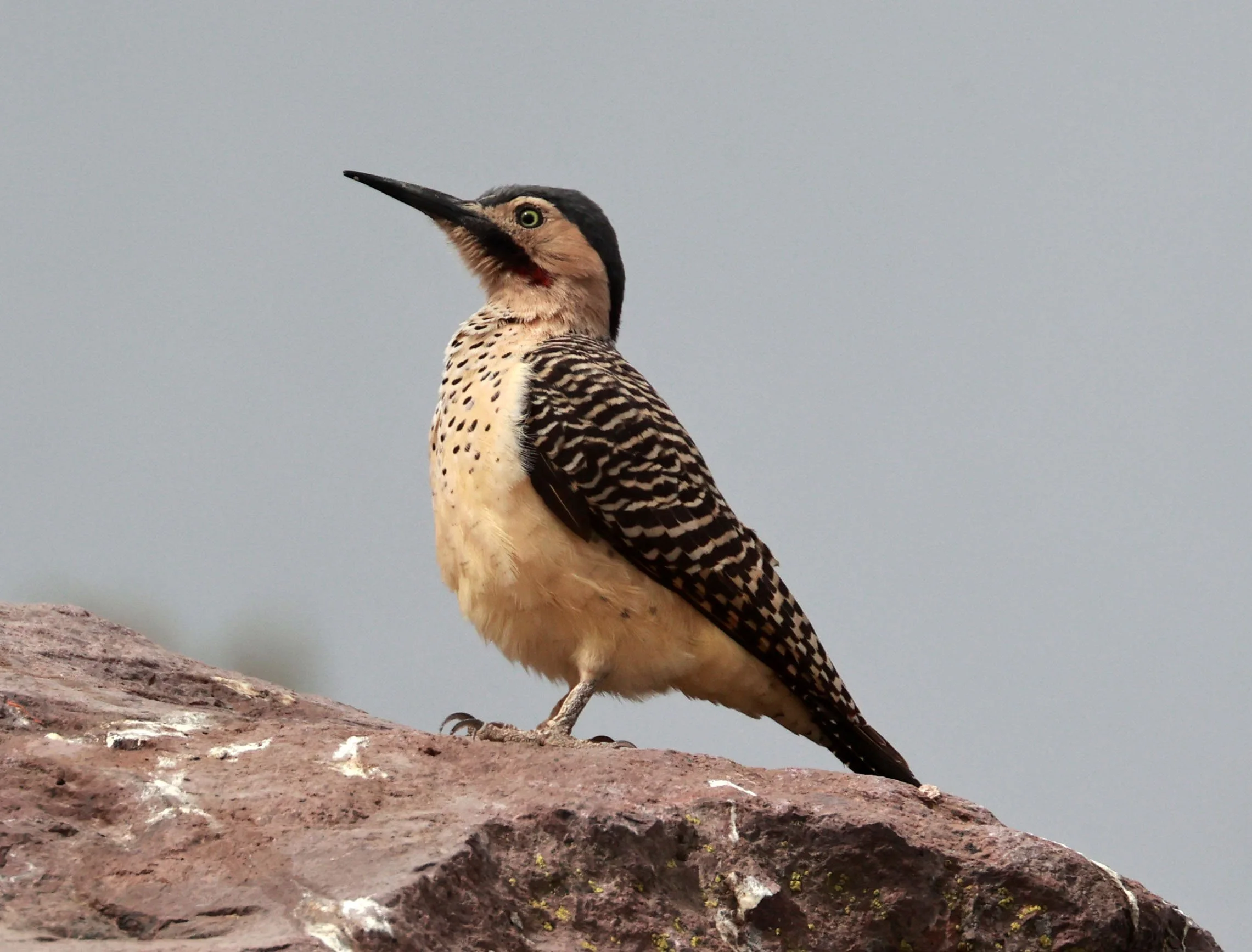 Woodpecker - Andean Flicker - Colaptes rupicola - Lauca National Park, Chile (4).jpg