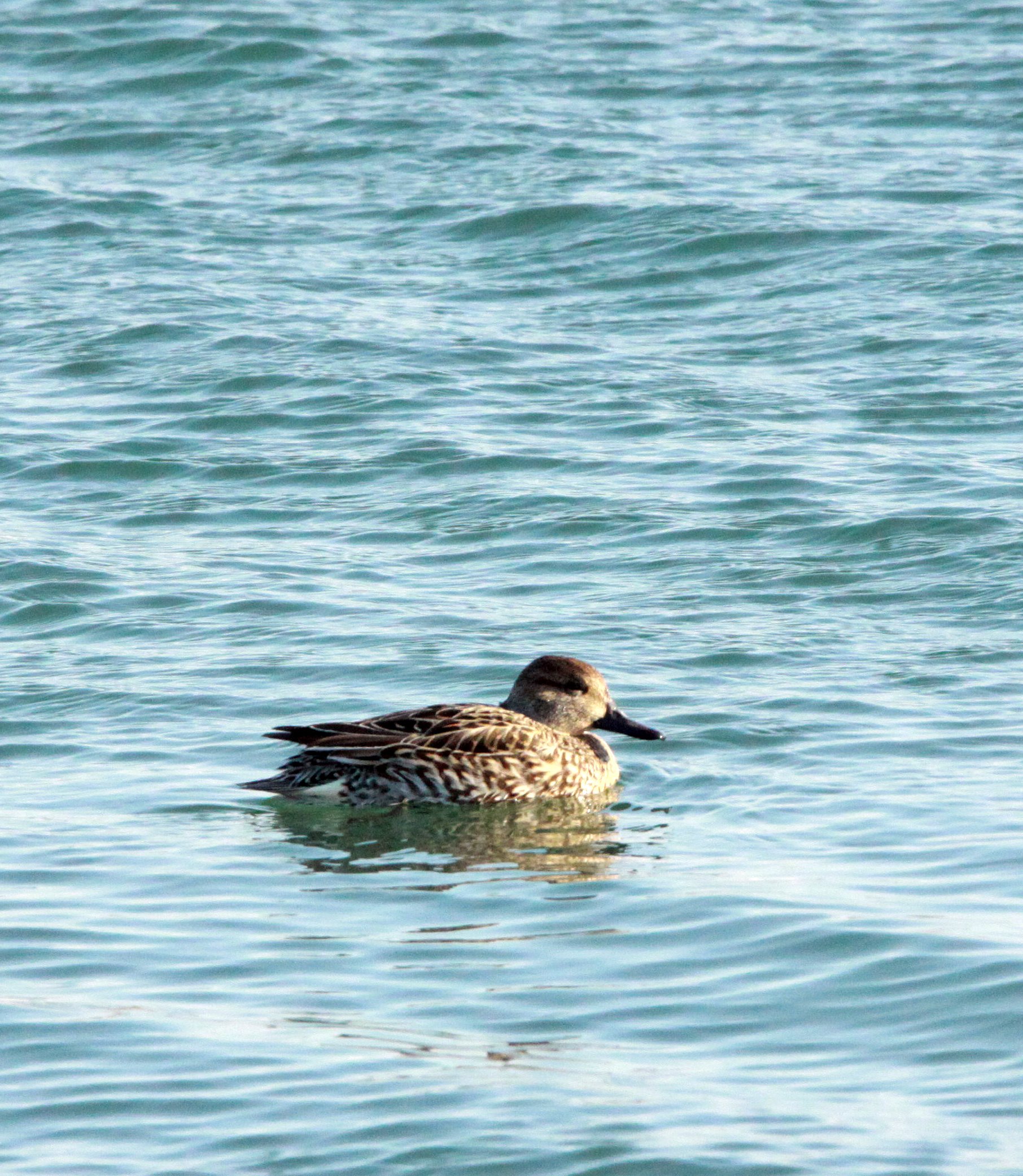 DUCK - EASTERN SPOT-BILLED DUCK - Anas zonorhyncha - SHIZUOKA COASTLINE JAPAN (1).JPG