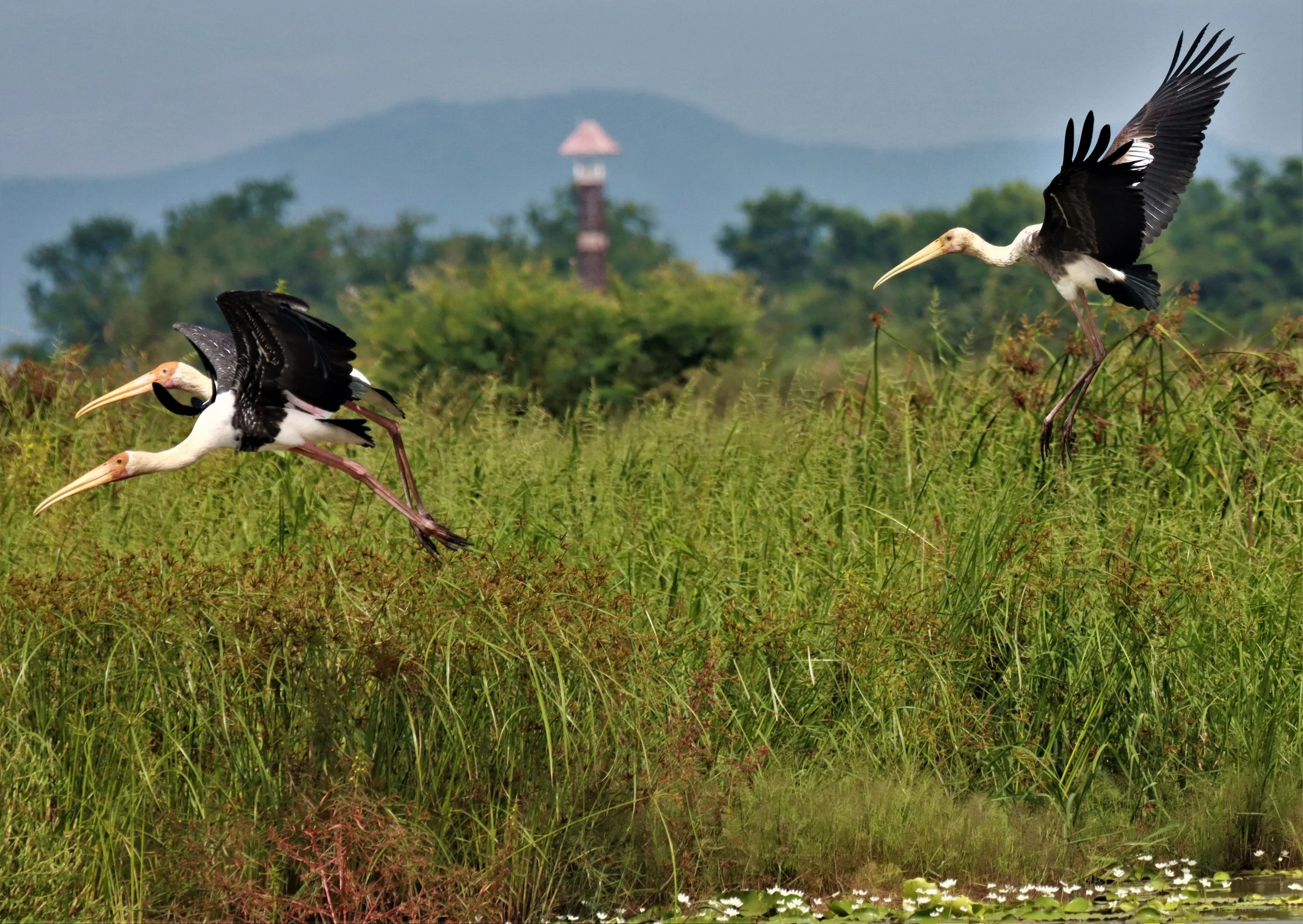 STORK - PAINTED STORK - Mycteria leucocephala - BUENG BORAPHET NAKHON SAWAN AUGUST 2021 (58).jpg