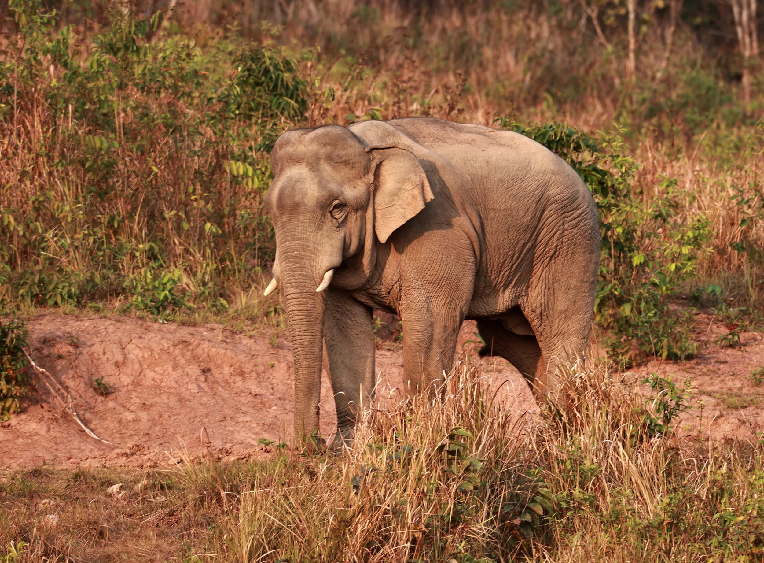 Asian Elephant (Elephas maximus) Khao Yai National Park, Thailand (12).jpg