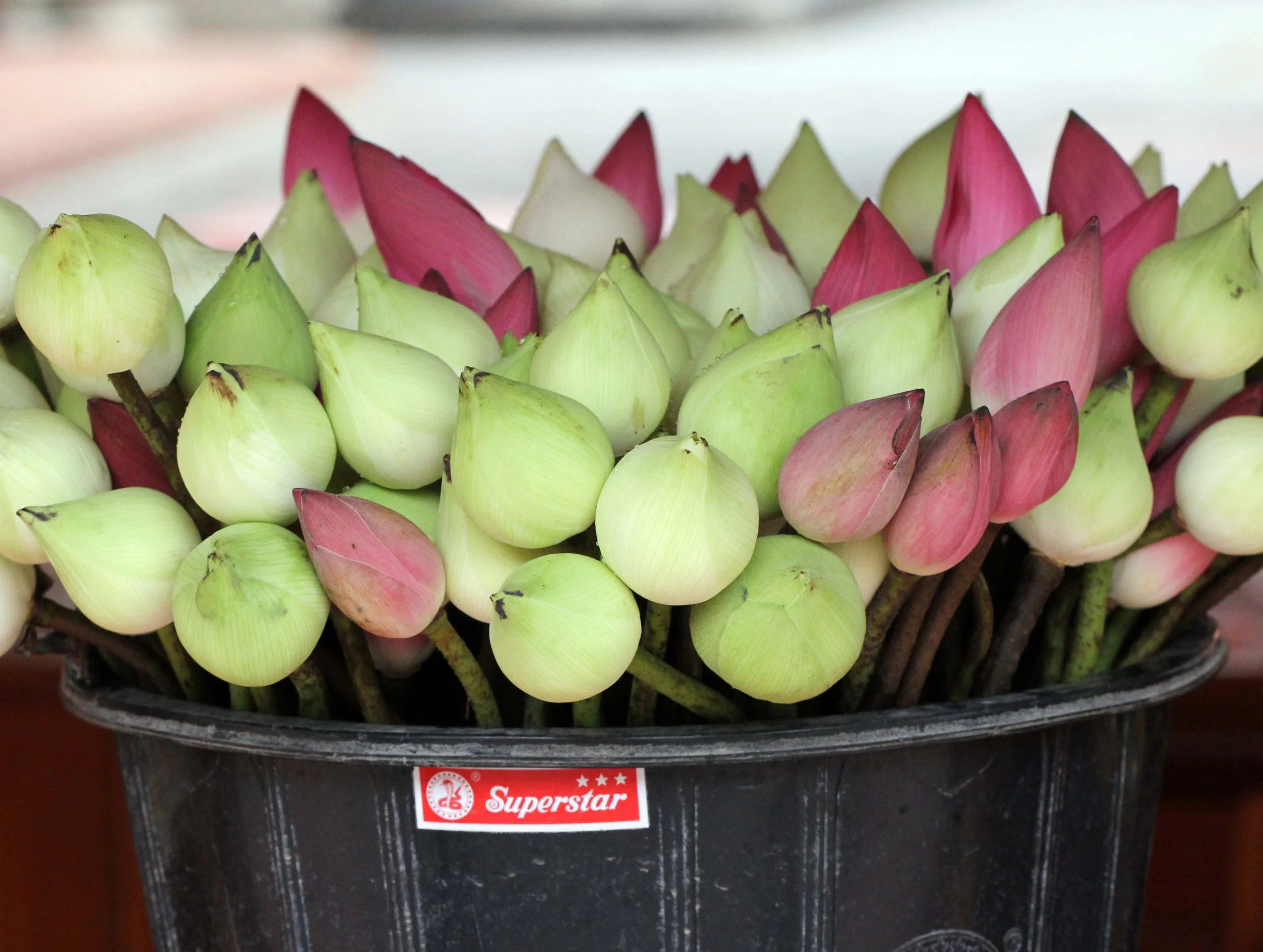 2013 Ayutthaya ISB Passion Day (161).JPG