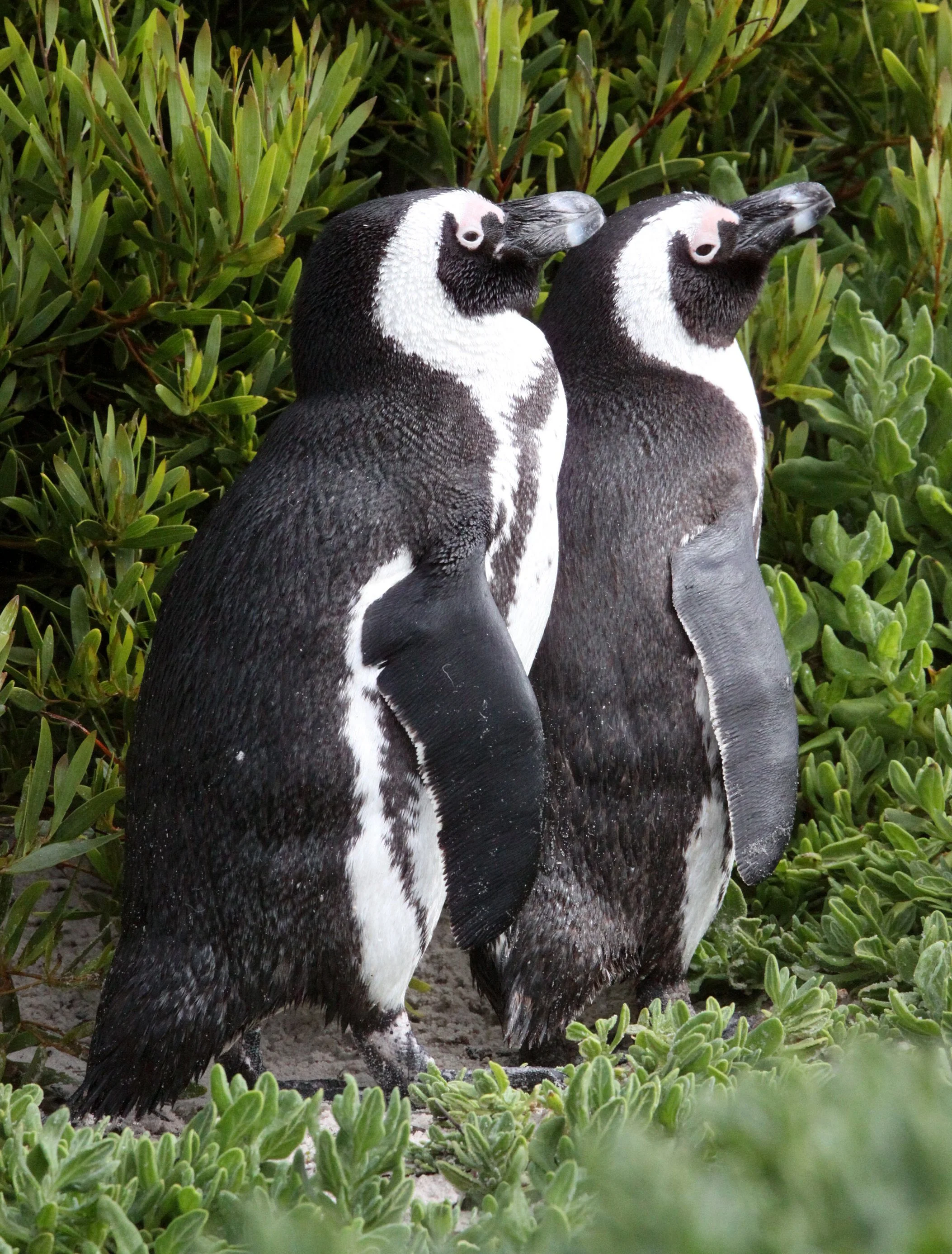 Jackass or African Penguin (Spheniscus demersus) Simon's Town Rookery, Table Mountain NP South Africa