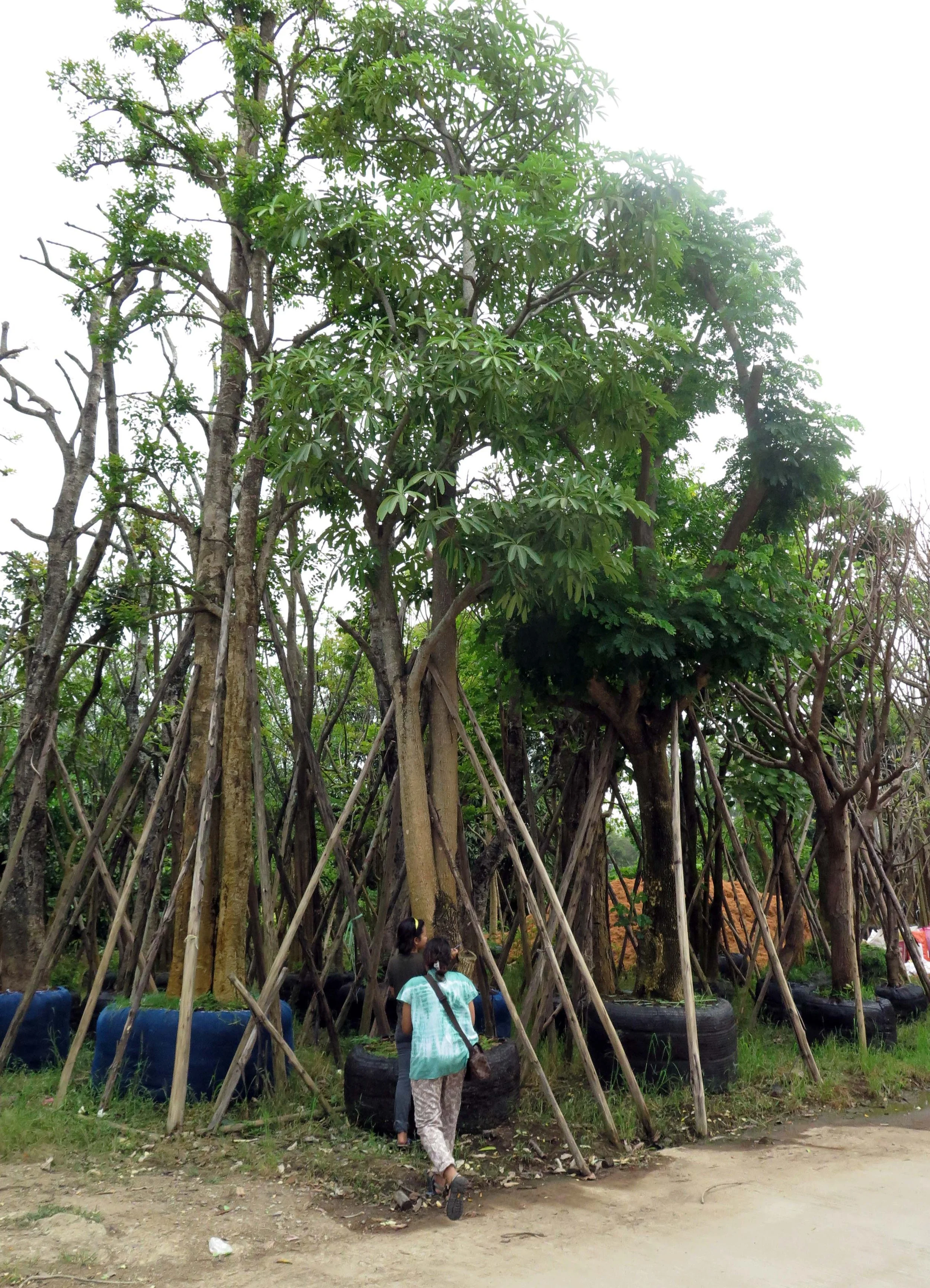 2013 - BANGKOK - NOVEMBER 2013 - MARCH 2014 (141).JPG