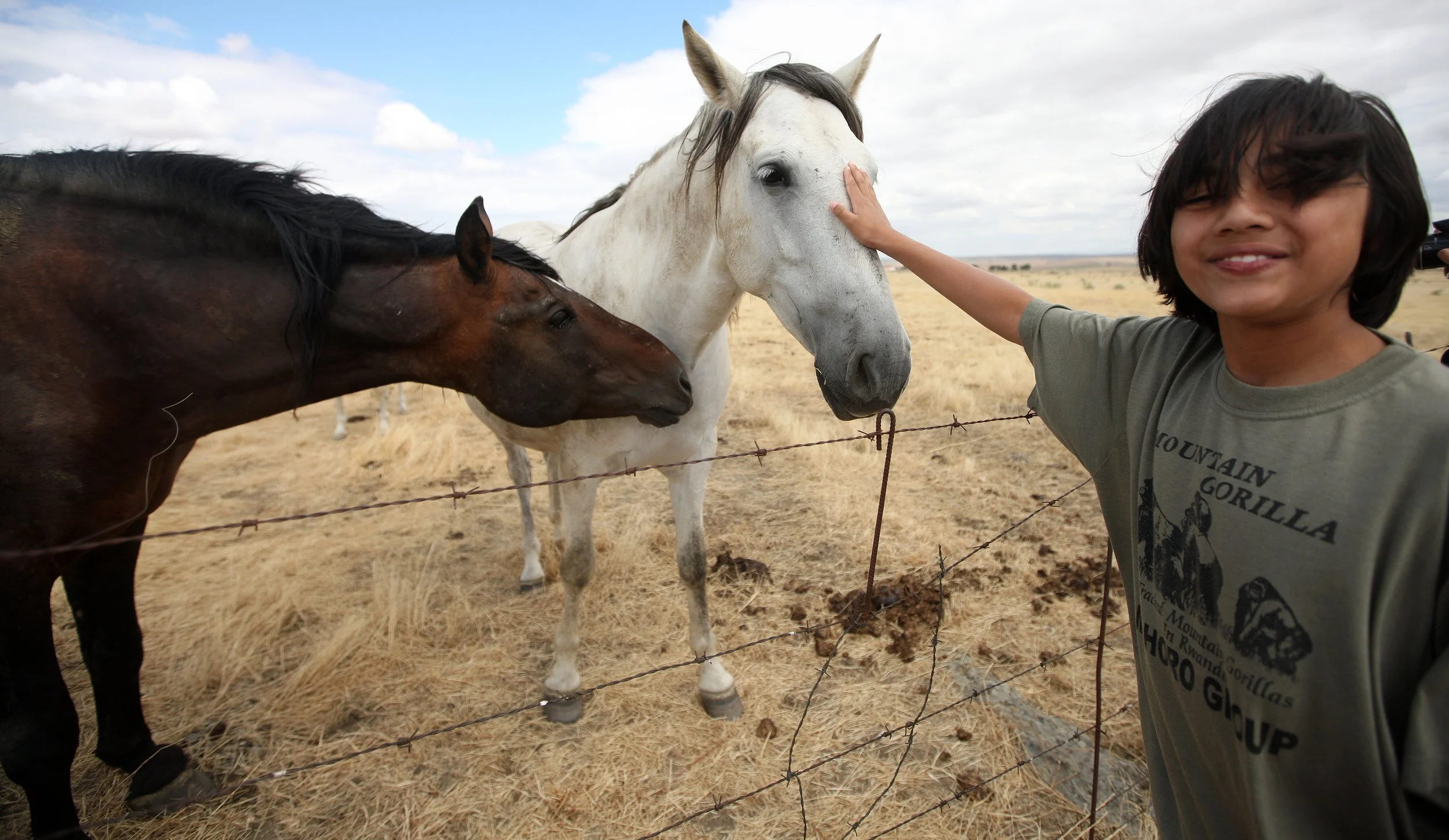 Equus ferus caballus - DOMESTIC HORSE - MALPARTIDA & MIRABELA GRASSLANDS SPAIN (19).JPG