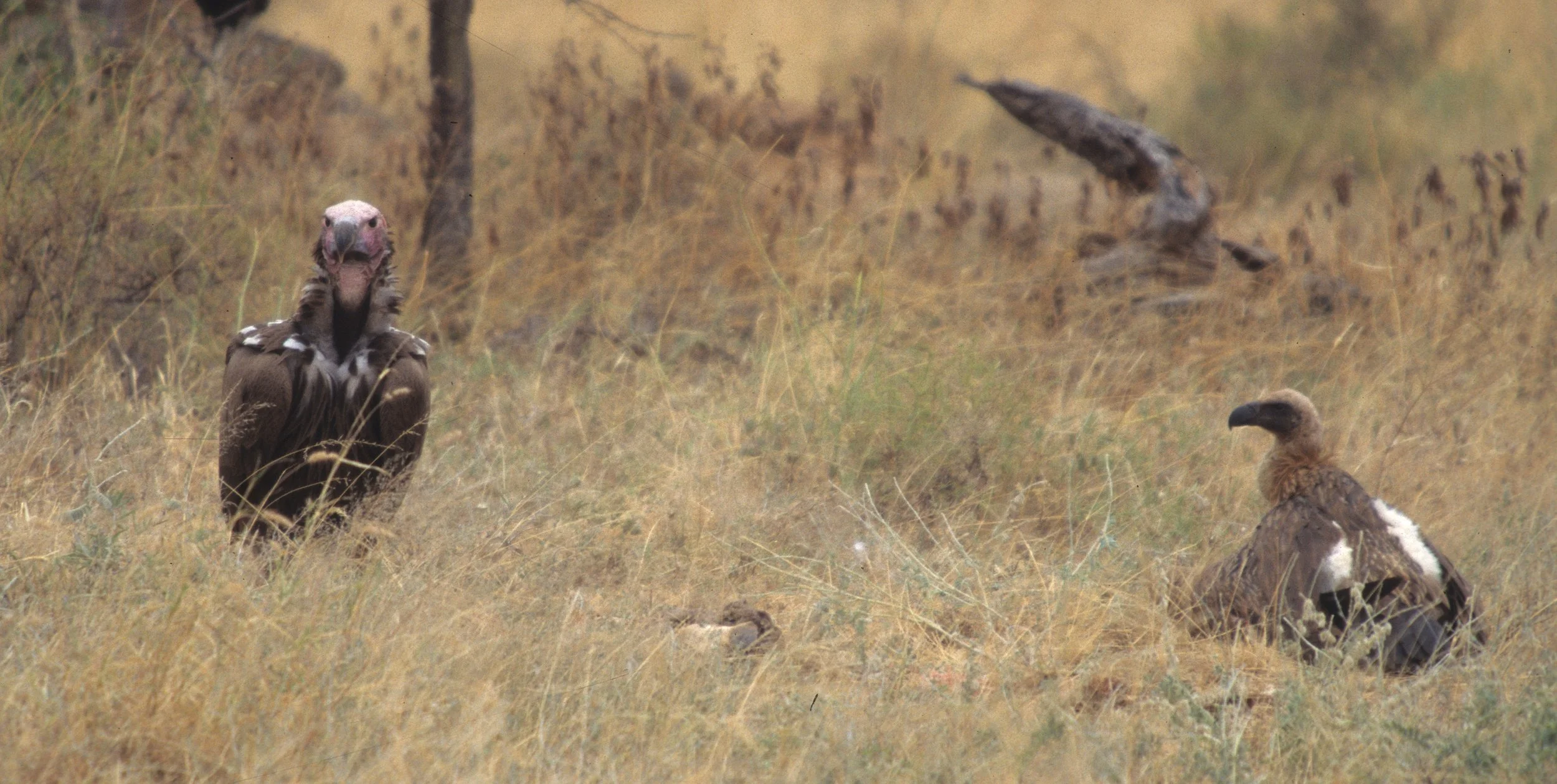 BIRDS - VULTURE - LAPPETFACED AND WHITEBACKED - SHABA.jpg