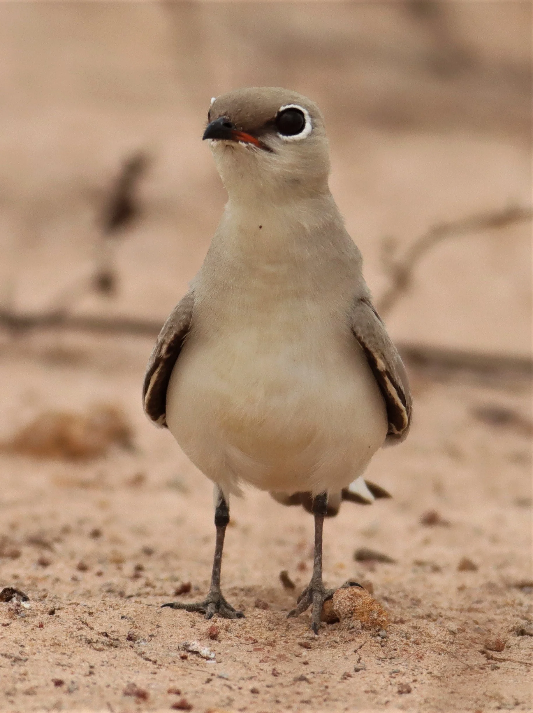 PRATINCOLE - SMALL PRATINCOLE - Glareola lactea - KABIN BURI WETLANDS 15KM OUT ON 304 (29).jpg