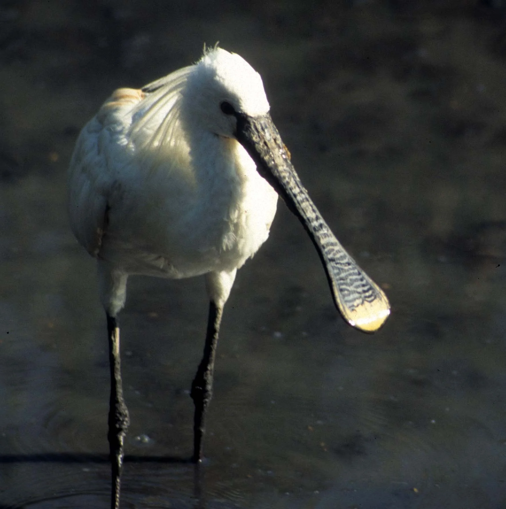 SPOONBILL - EURASIAN SPOONBILL - Platalea leucorodia - LA CAMARGUE FRANCE (6).jpg