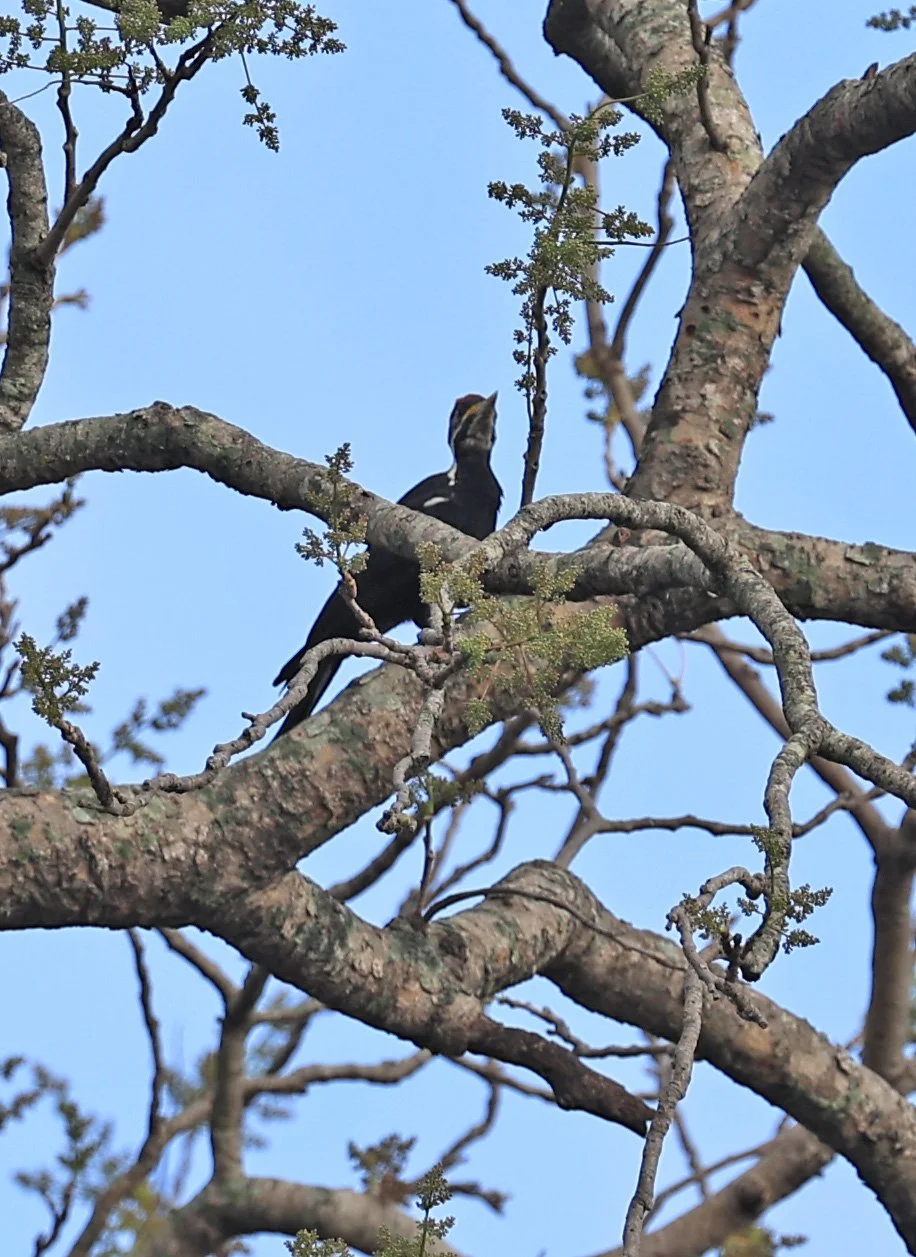 Black-bodied Woodpecker (Dryocopus schulzi) Selva Serena Natural Reserve (12).jpg