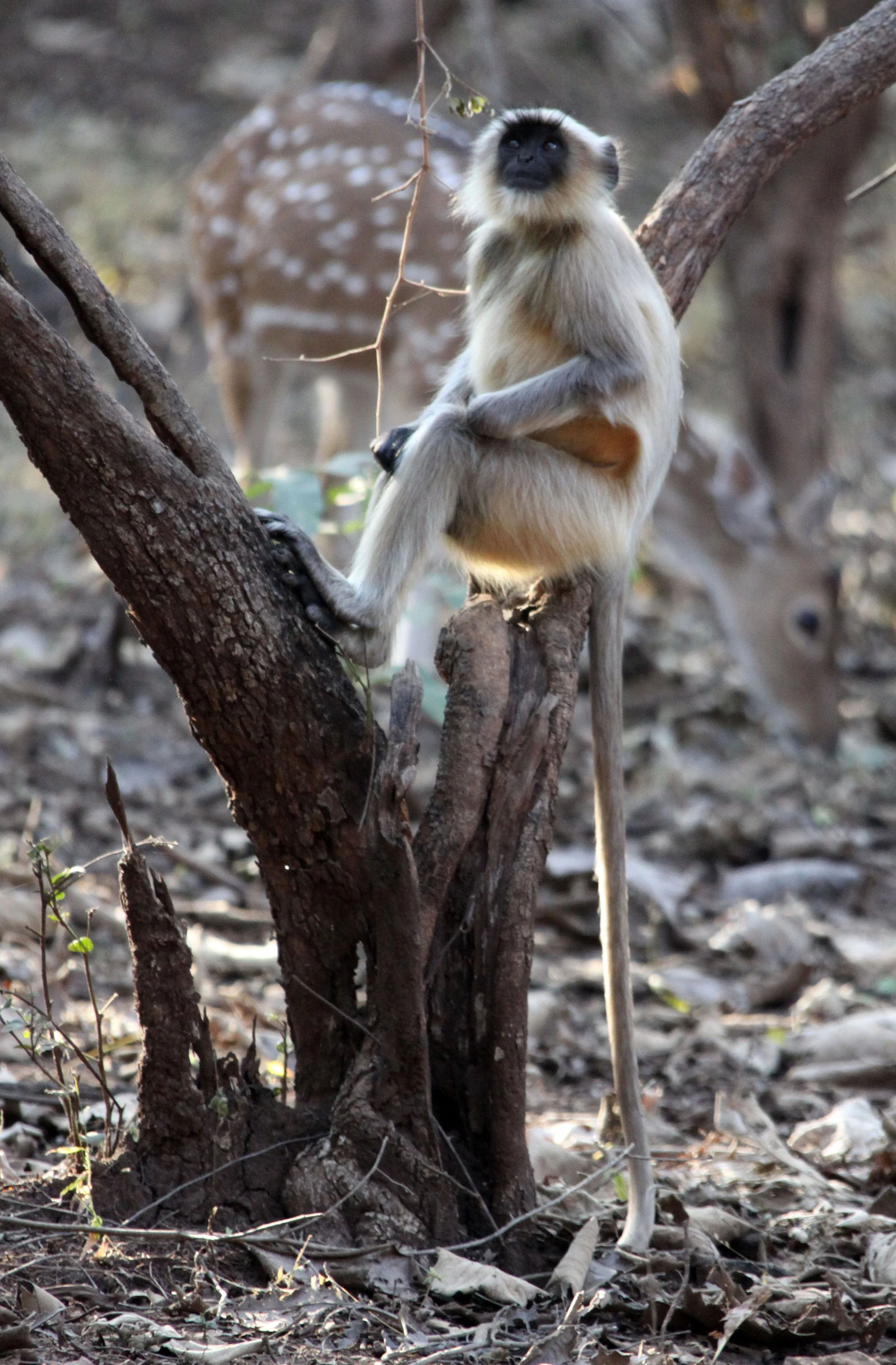CERCOPITHECIDAE - Semnopithecus entellus - BENGAL SACRED (HANUMAN OR SOUTHERN GREY PLAINS) LANGUR - GIR FOREST GUJARAT INDIA (16).JPG