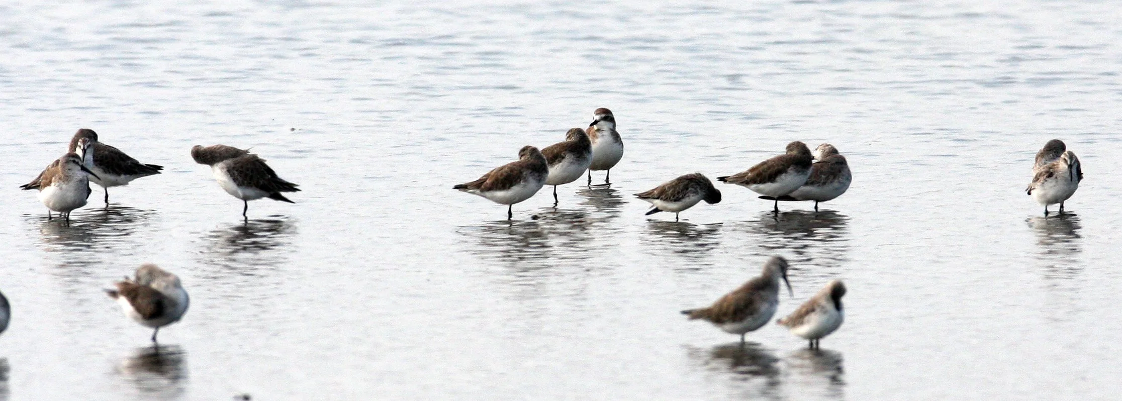 BIRD - SANDPIPER - CURLEW SANDPIPER - PAK THALE PETCHABURI PROVINCE THAILAND (12).JPG