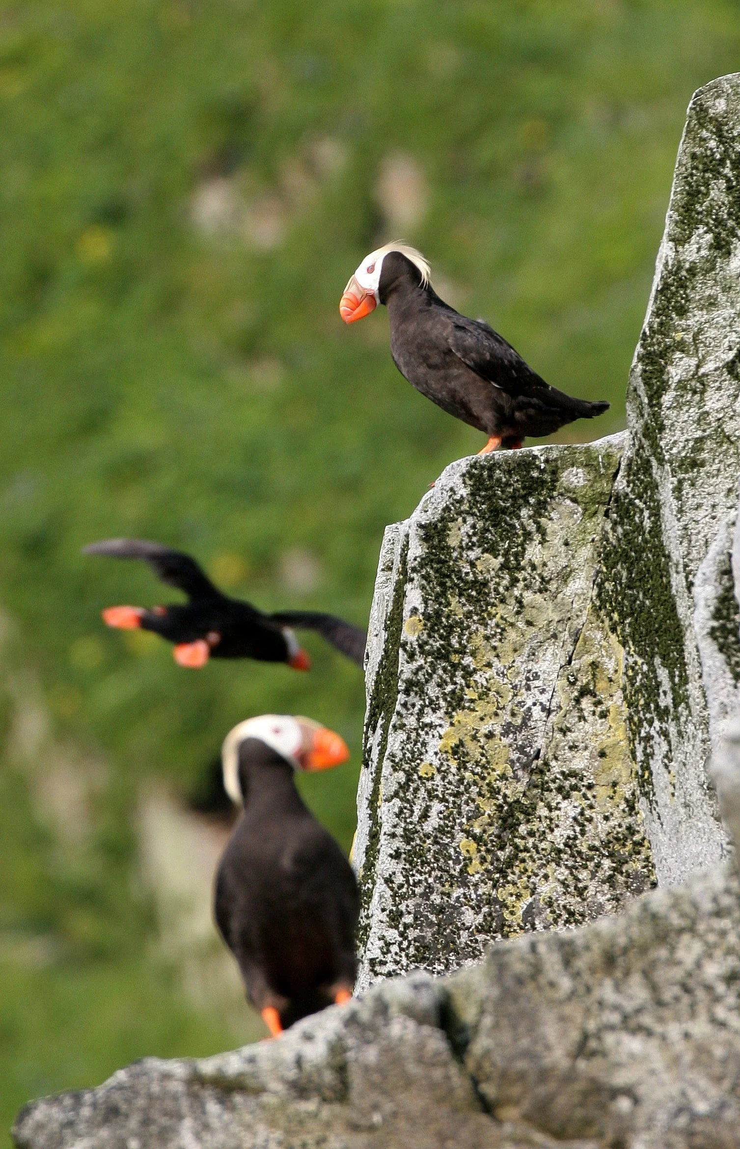 Fratercula cirrhata - TUFTED PUFFIN - COMMANDER ISLANDS (10).jpg