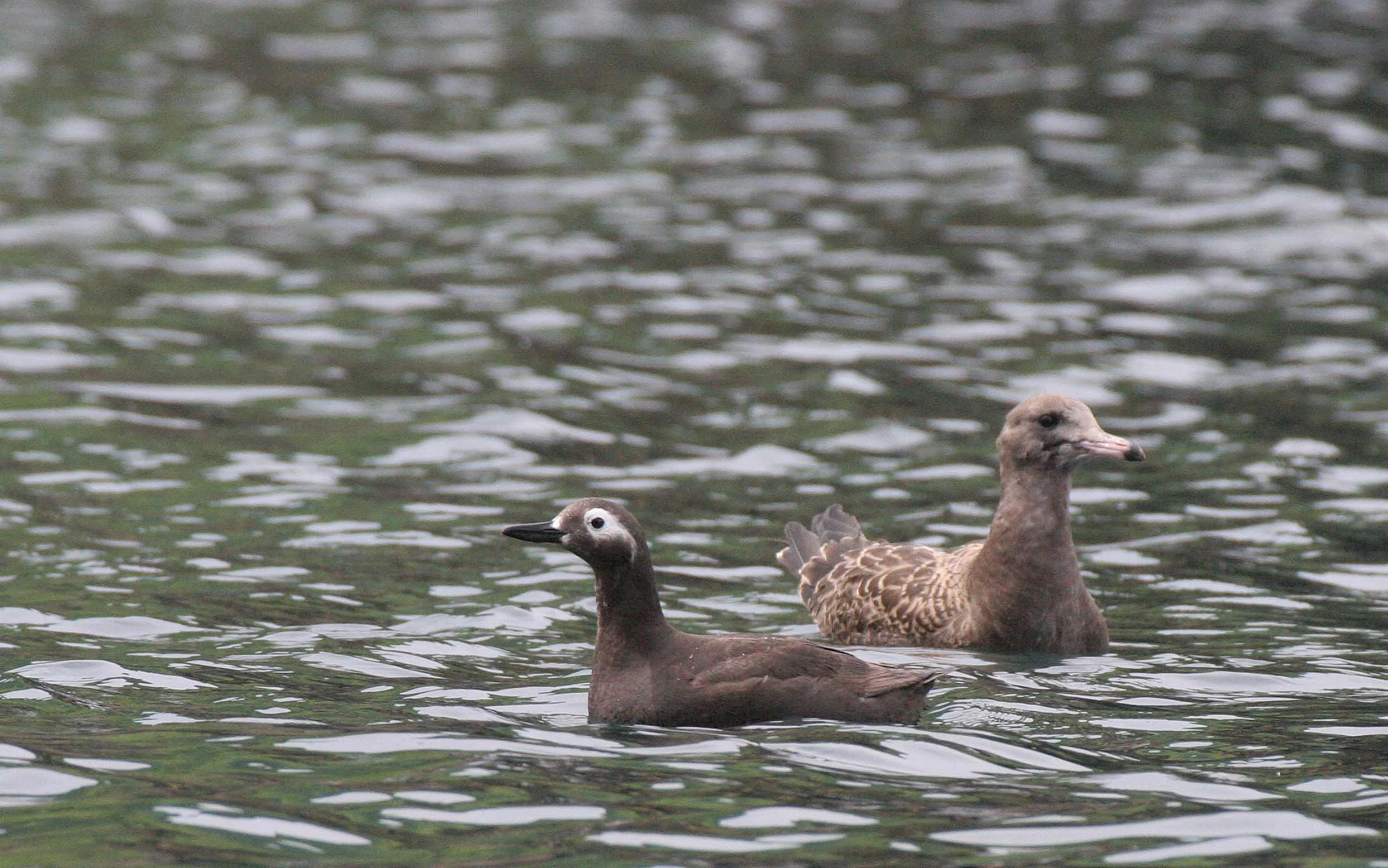 Cepphus carbo - SPECTACLED GUILLEMOT - MONERON ISLAND RUSSIA (15).jpg