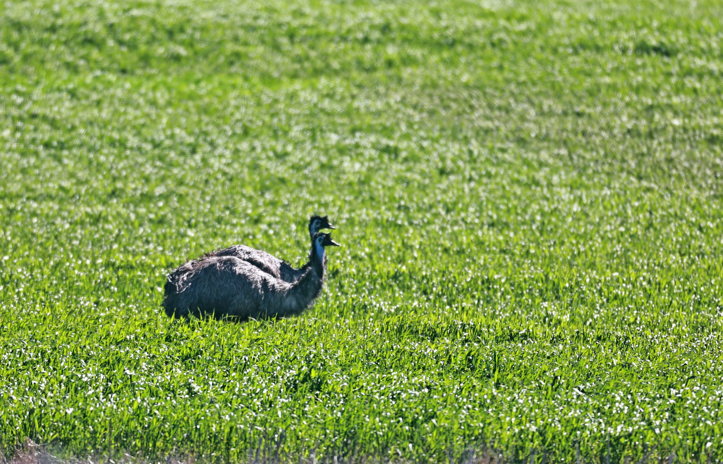 Emu (Dromaius novaehollandiae) Stirling Range NP - Western Australia (35).jpg