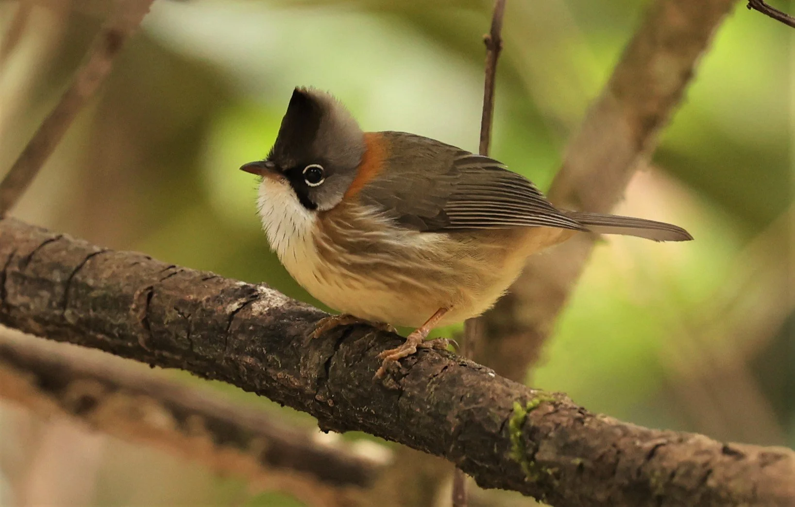 Whiskered Yuhina (Yuhina flavicollis) Doi Lan East, Doi Pha Hom Pok NP, Chiang Mai Thailand (6).jpg