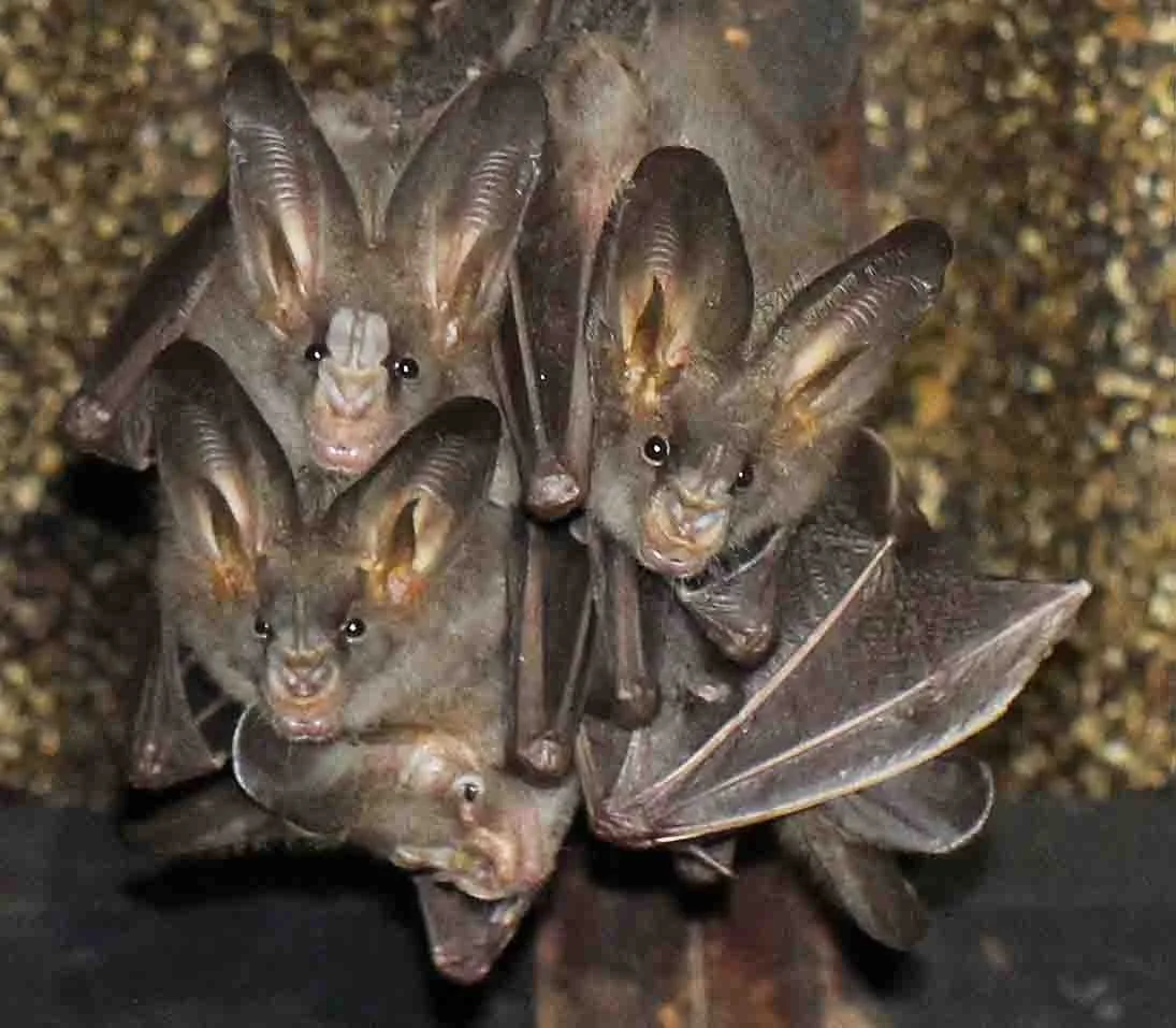 Megaderma spasma - LESSER FALSE VAMPIRE BAT - UDAWALAWA NATIONAL PARK SRI LANKA (7).JPG
