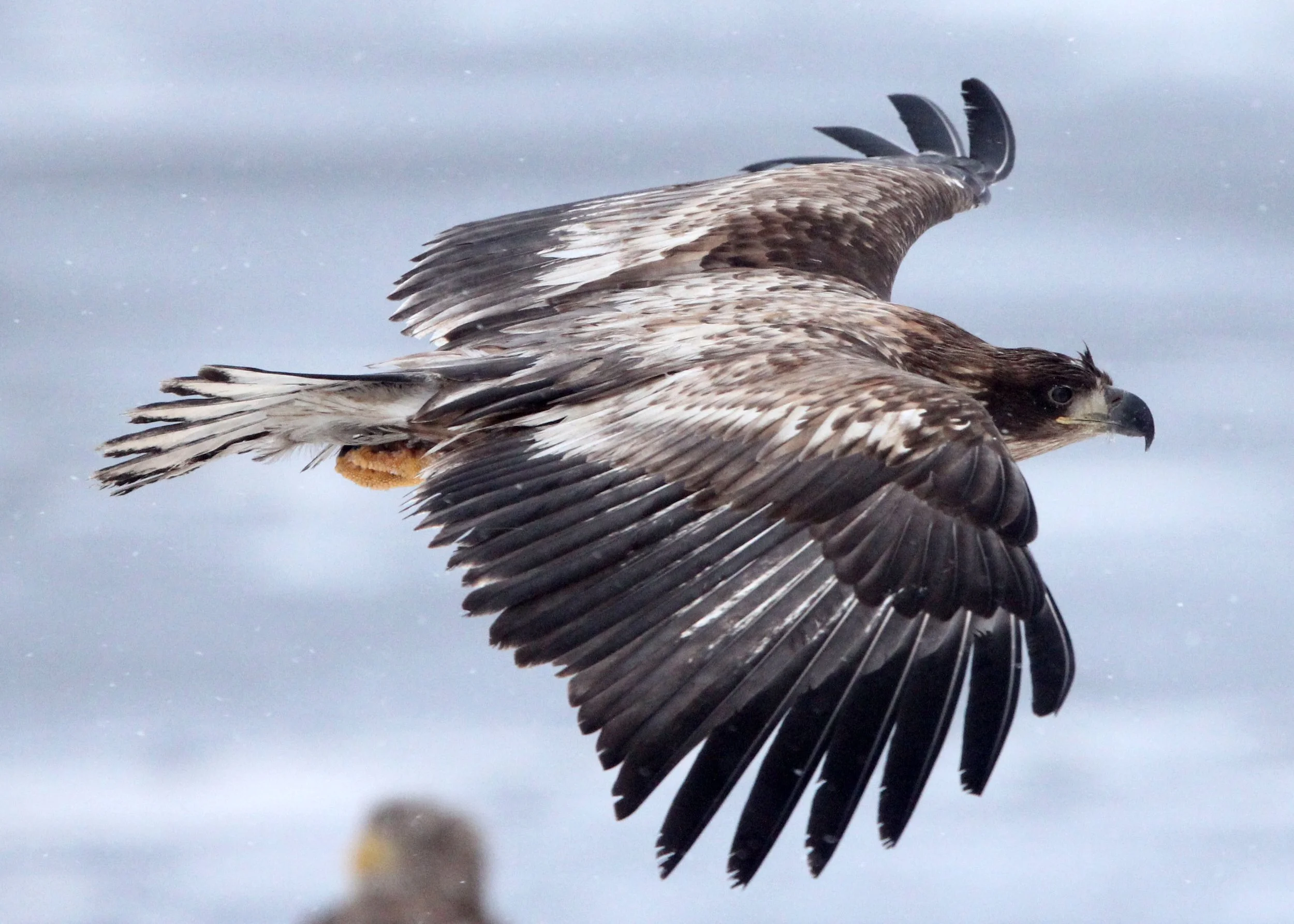 BIRD - EAGLE - WHITE-TAILED EAGLE - RAUSU, SHIRETOKO PENINSULA & NATIONAL PARK - HOKKAIDO JAPAN (38).JPG