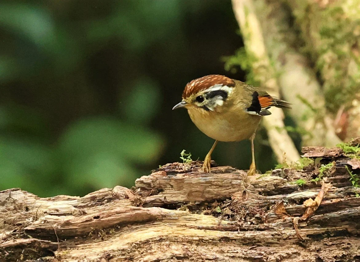 FULVETTA - RUFOUS-WINGED FULVETTA - Schoeniparus castaneceps - DOI PHA HOM POK NP DOI LANG EAST FEB 2022 (17).jpg