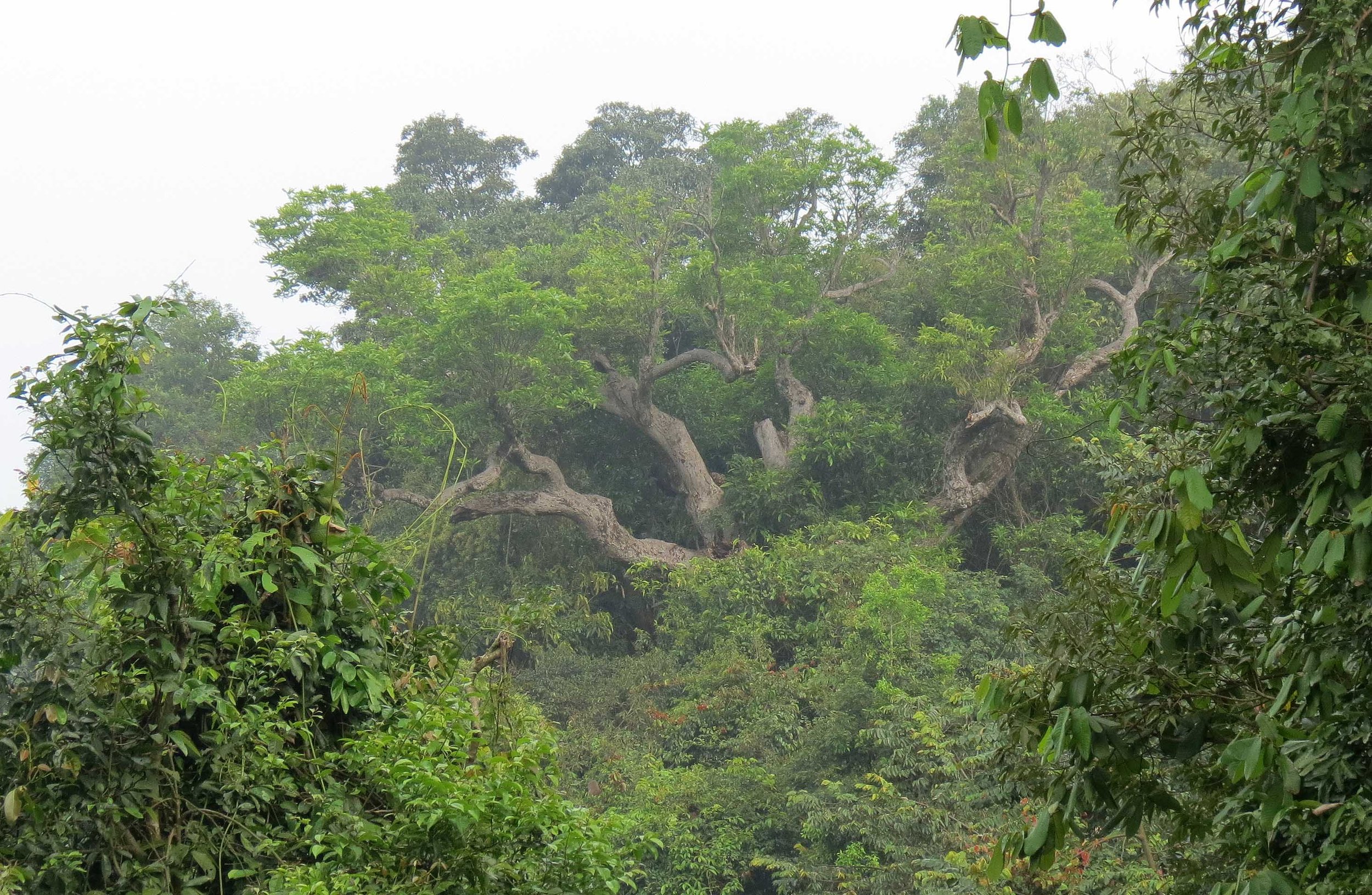 SON TRA PENINSULA - COKIE'S IMAGES (14).JPG