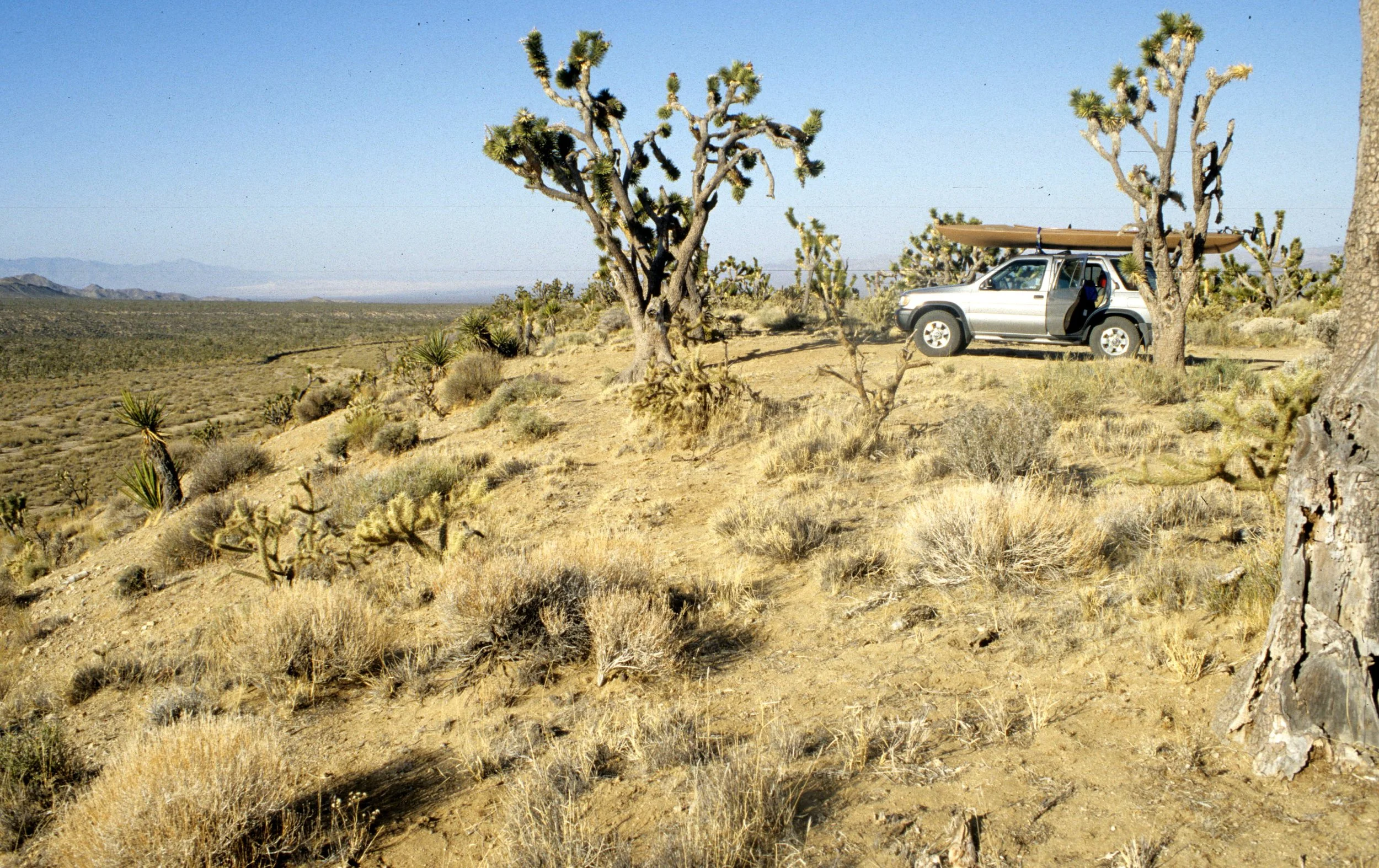 MOJAVE - YUCCA WOODLAND CAMPSITE.jpg