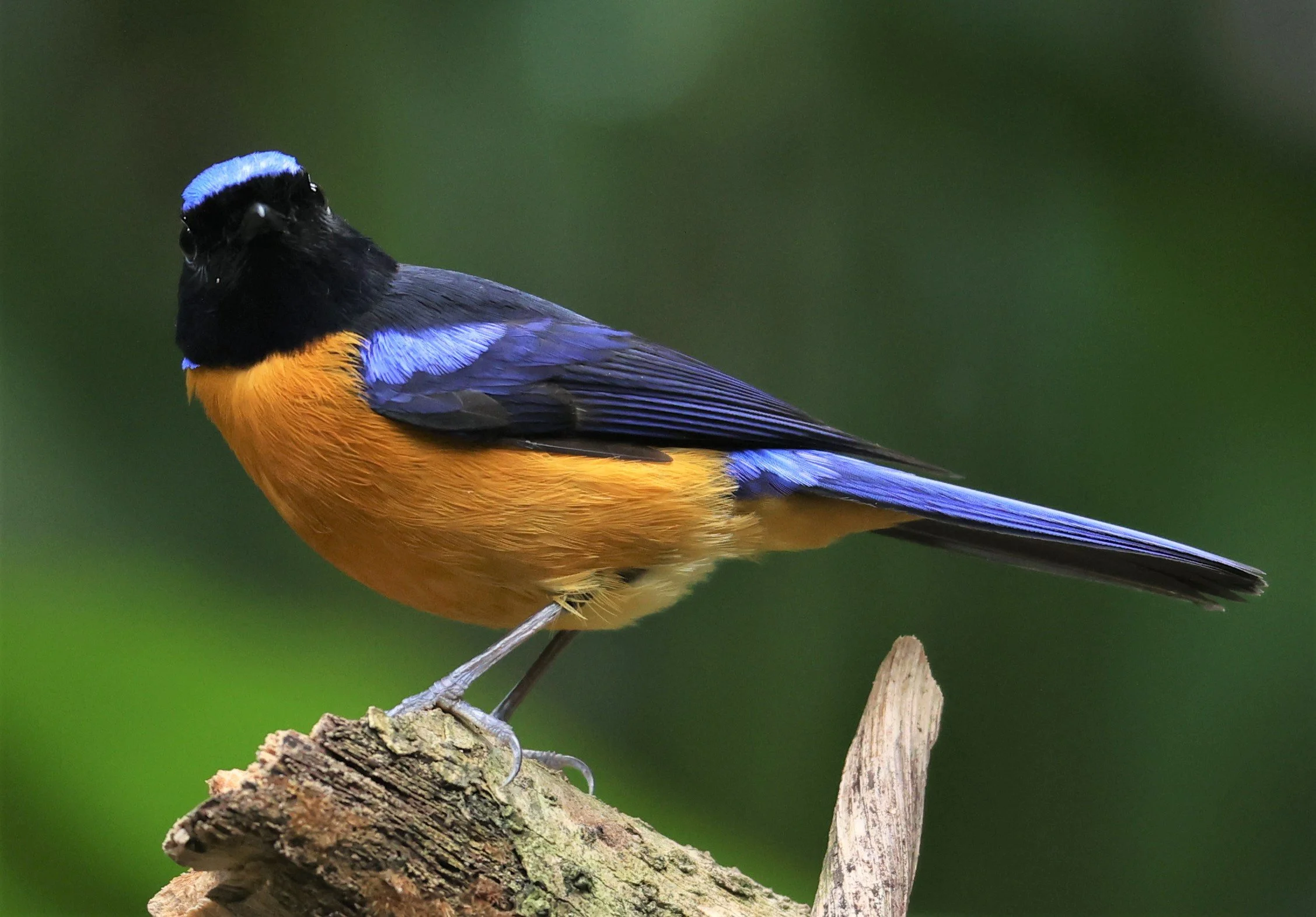 NILTAVA - RUFOUS-BELLIED NILTAVA - Niltava sundar - DOI INTHANON NP CHIANG MAI, DEC 2021 (35).JPG