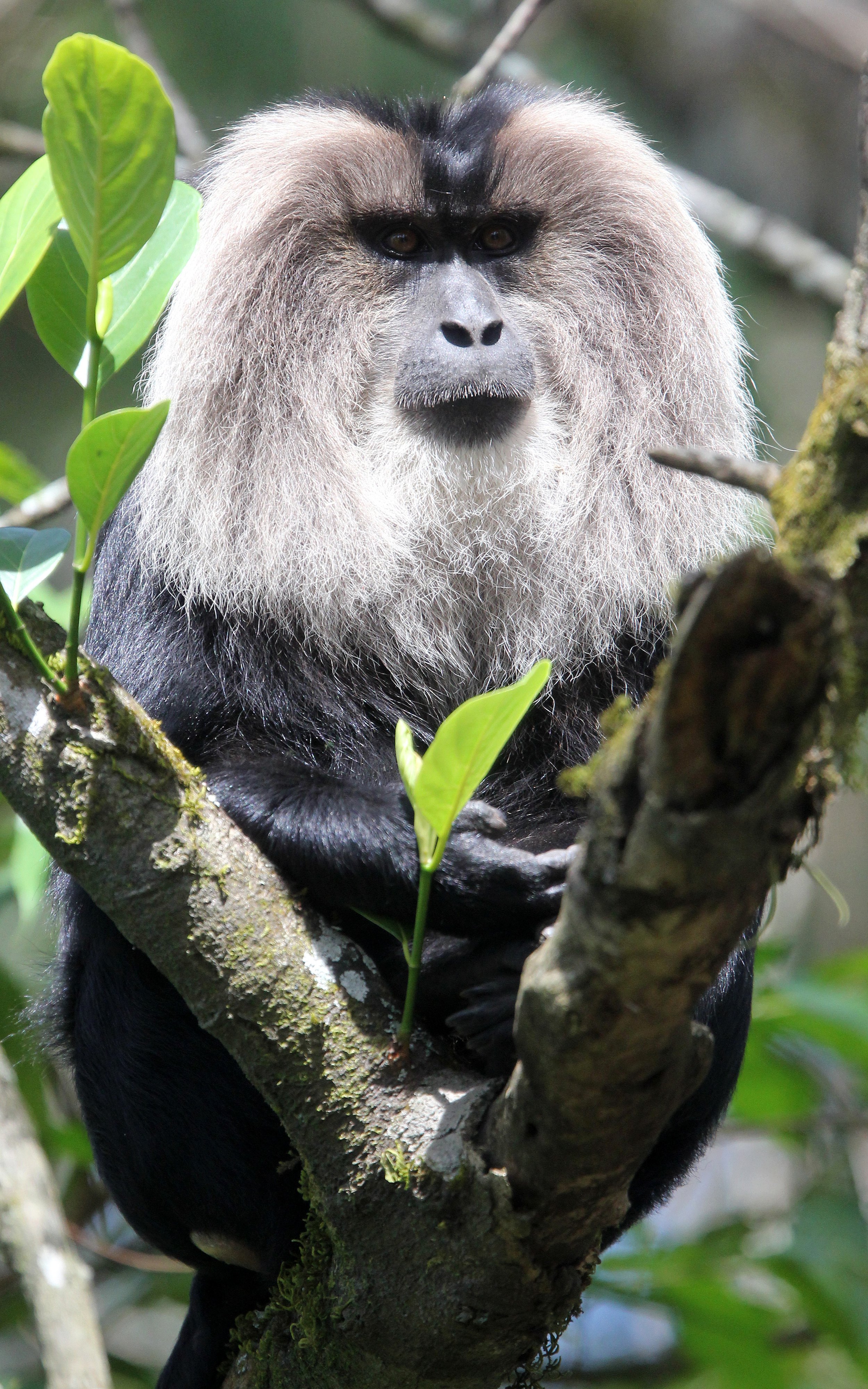 CERCOPITHECIDAE - Macaca silenus -LION-TAILED MACAQUE - VALPARAI PARK TAMIL NADU (97).JPG
