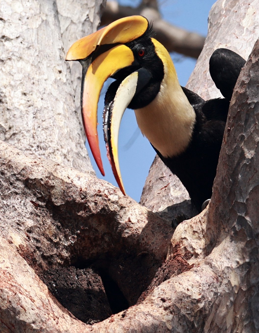 Great hornbill (Buceros bicornis) Pak Chong Mu Si Municipality Feb 2026 (92).jpg