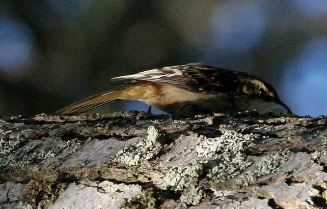 BIRD - LITTLE BROWN CREEPER - GASMAN ROAD WA A.jpg