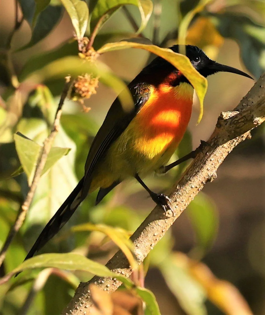 SUNBIRD - DOI INTHANON GREEN-TAILED SUNBIRD - Aethopyga nipalensis angkanensis - DOI INTHANON NP CHIANG MAI, DEC 2021 (16).jpg