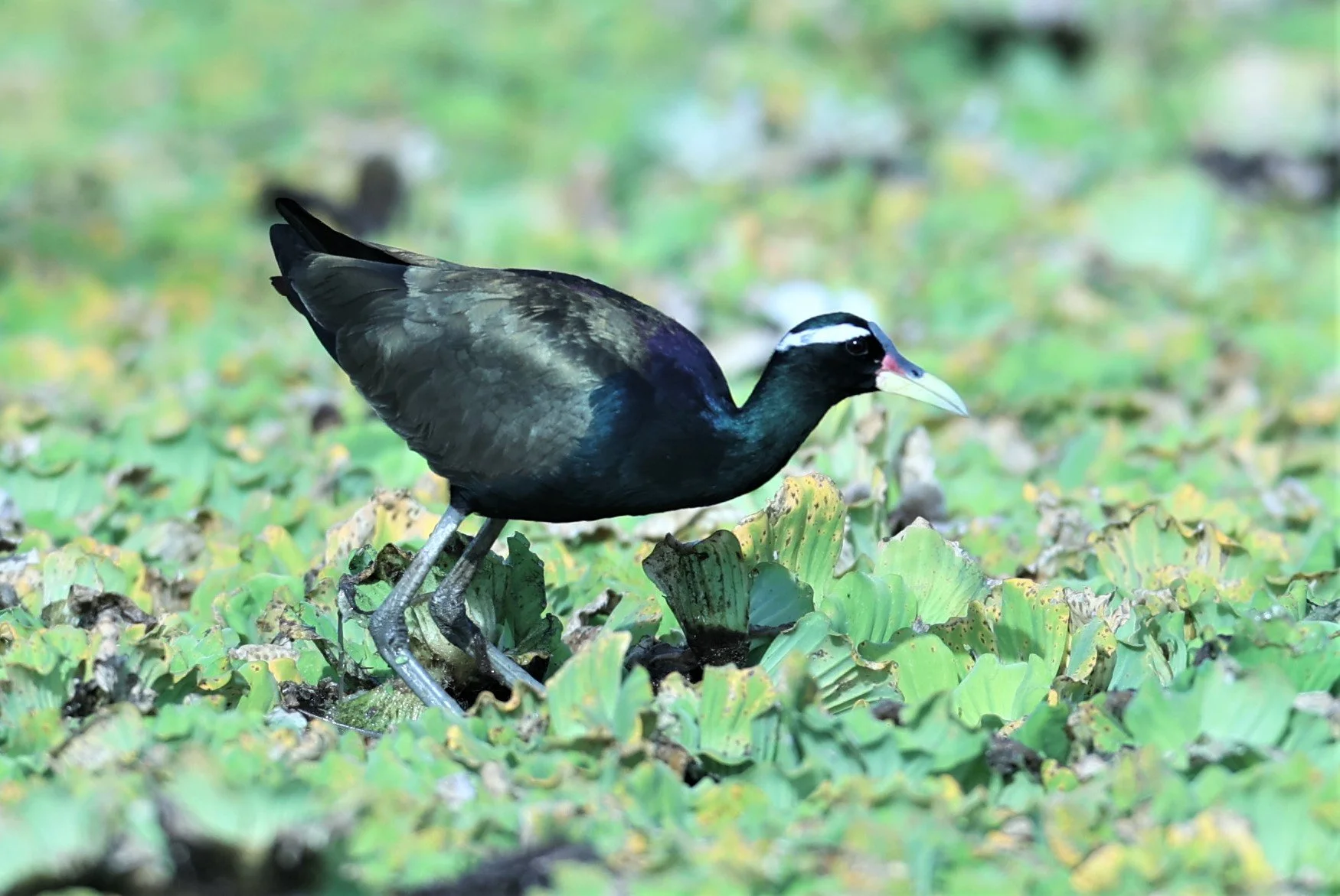 JACANA - BRONZE-WINGED JACANA - Metopidius indicus - THAP YAO RICE FIELDS LAT KRABANG 04 DEC 2021 (13).jpg