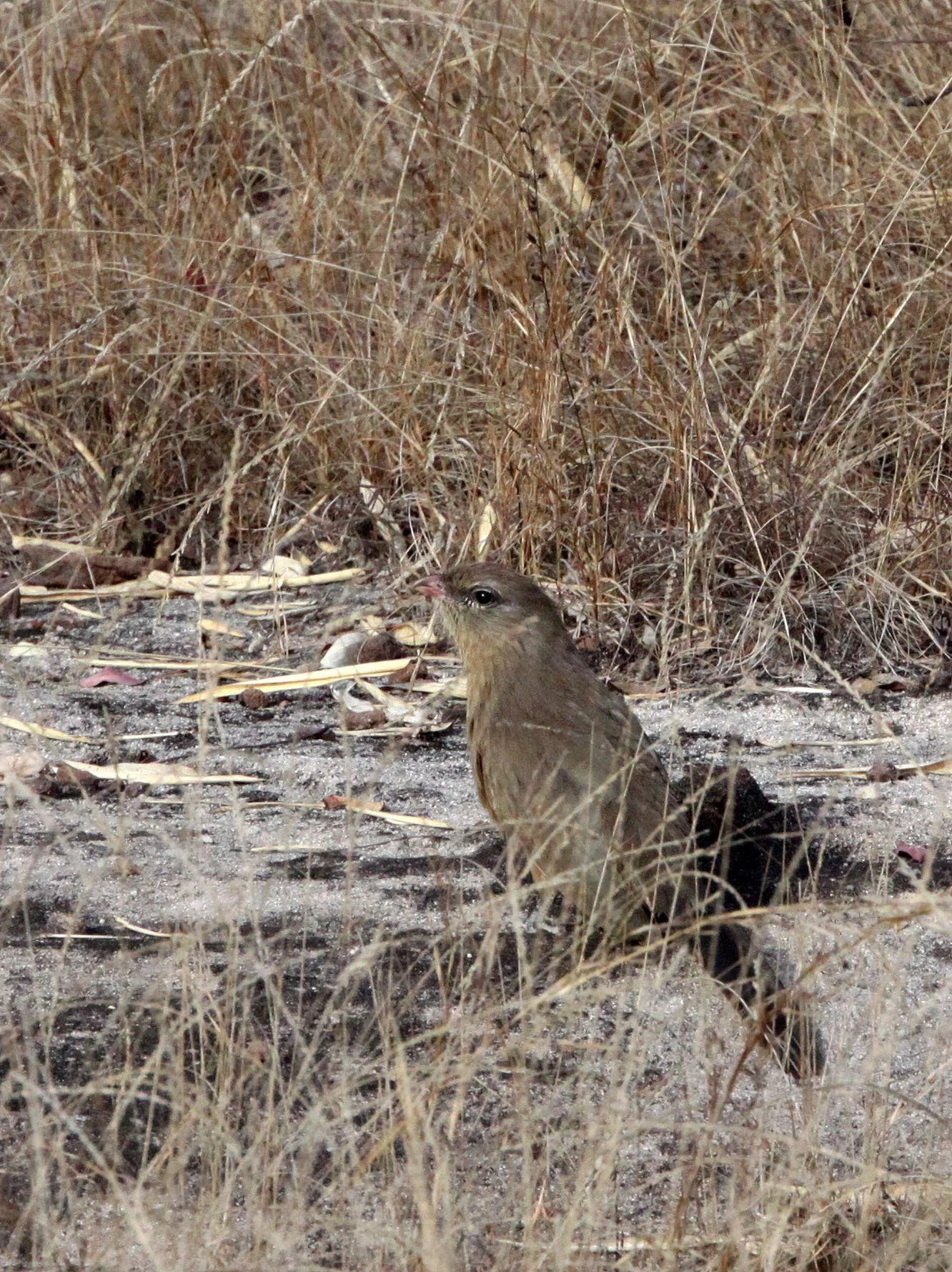 Sirkeer Malkoha (Taccocua leschenaultii) Bandhavgar NP India (3).JPG