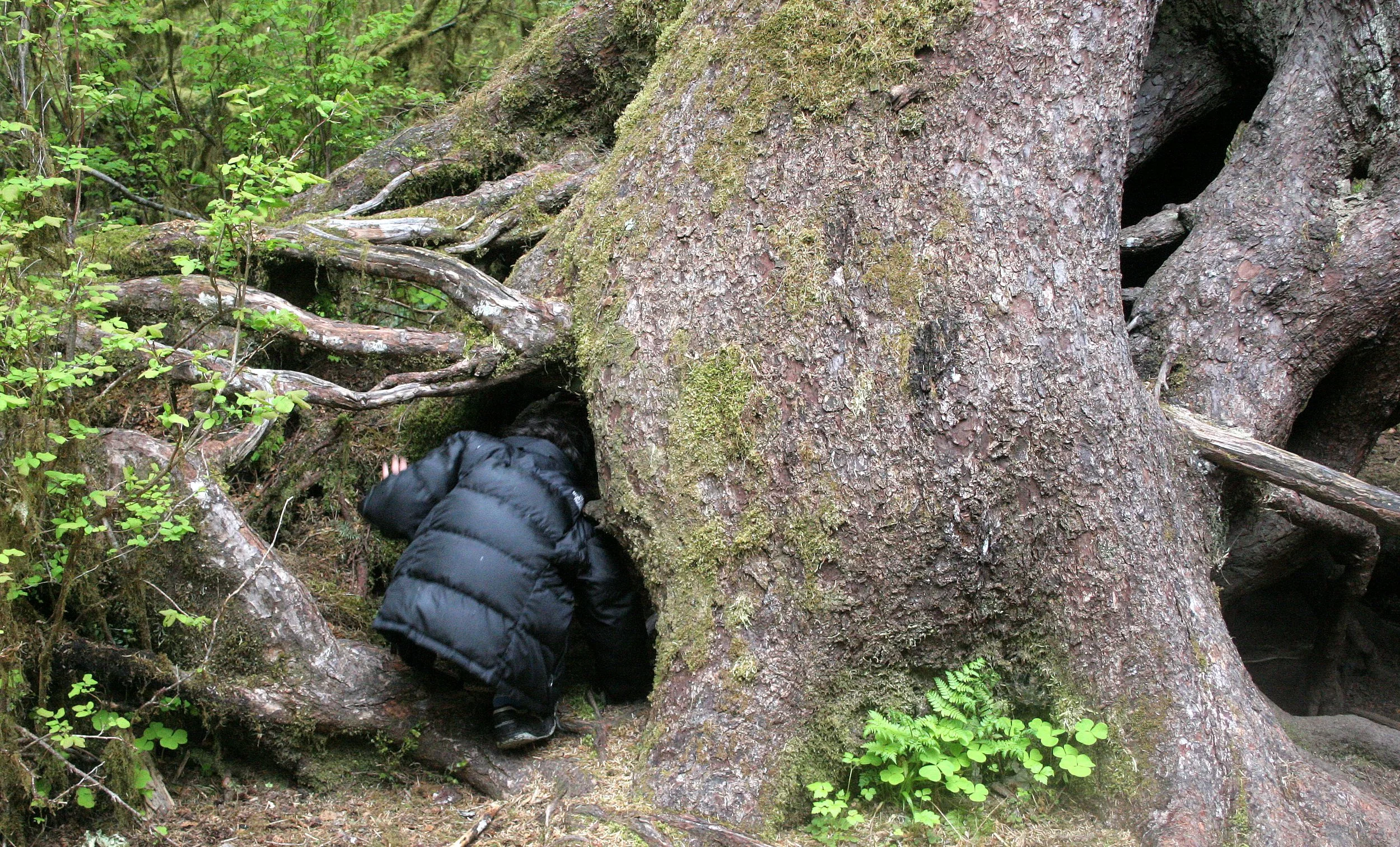 2008-5-10 HOH RIVER VALLEY TREK (6).JPG