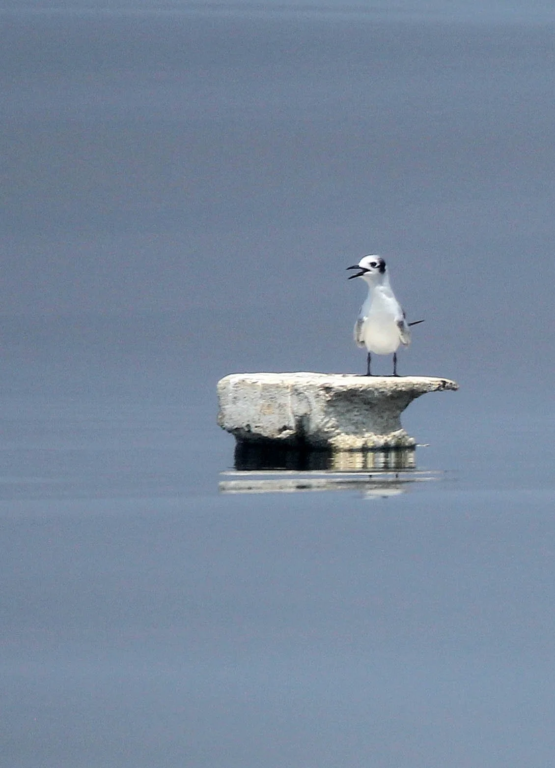 BIRD - TERN - WHISKERED AND LITTLE TERNS - BAN TABOON HARBOR PETCHABURI (16).JPG