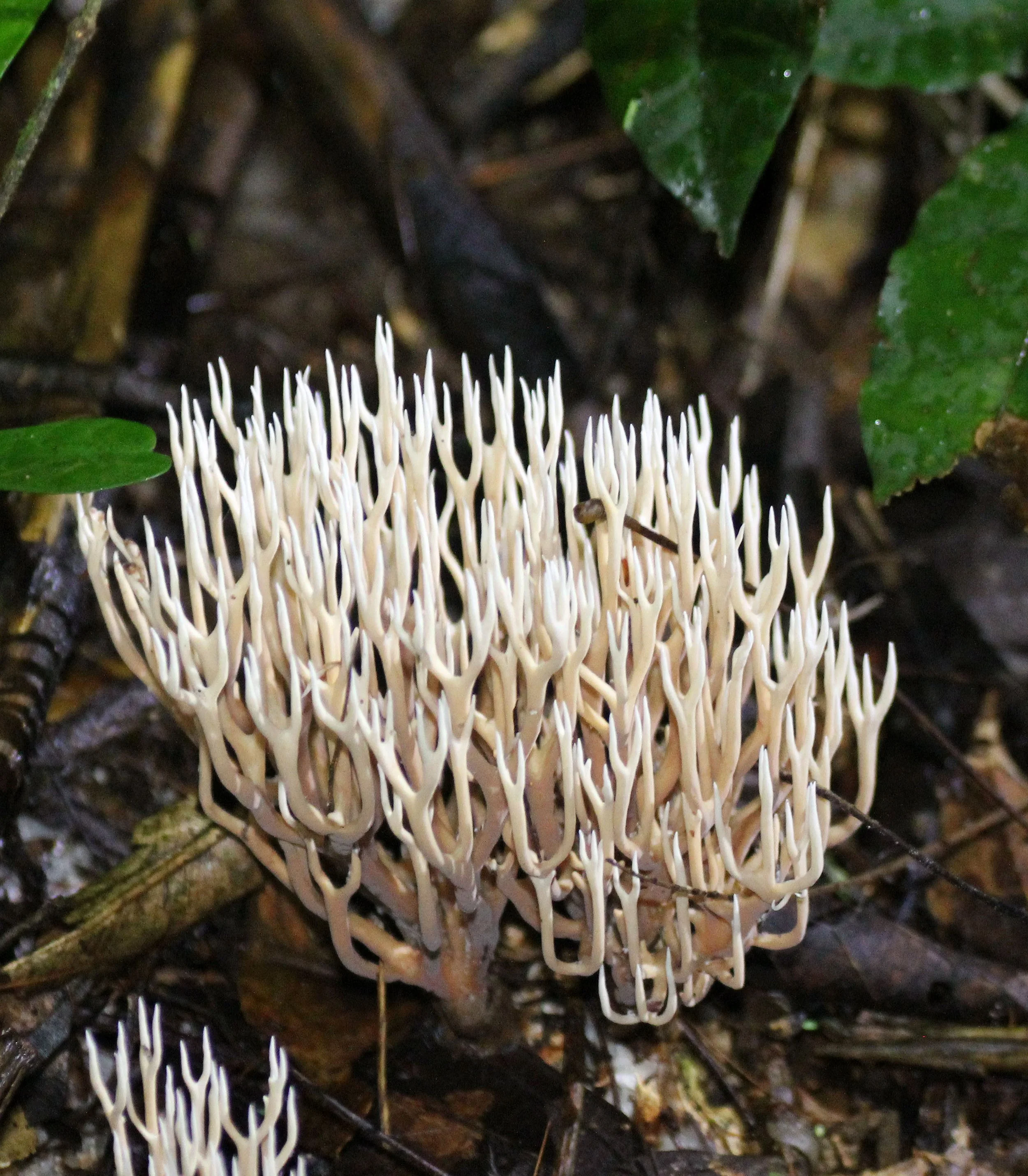 DZANGHA NDOKI NATIONAL PARK - CENTRAL AFRICAN REPUBLIC (38).JPG