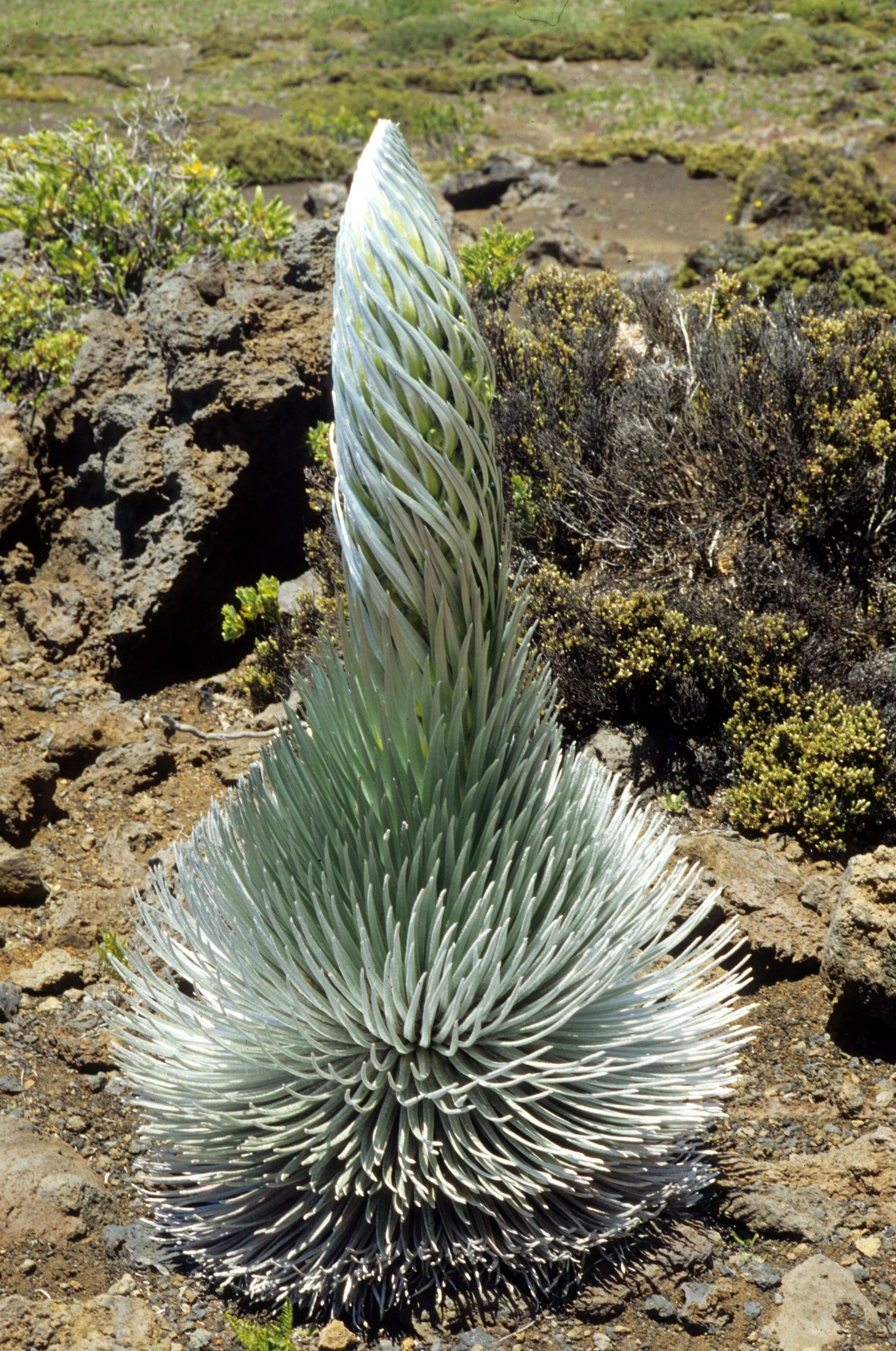 HAWAII - MAUI - HALEAKALA CRATER - SILVERSWORD PLANTS IN WILD (2).jpg