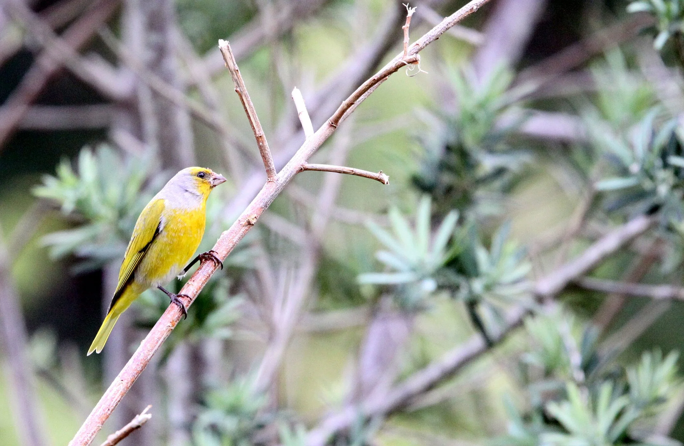 Cape Canary (Serinus canicollis) Cape Town South Africa (2).JPG