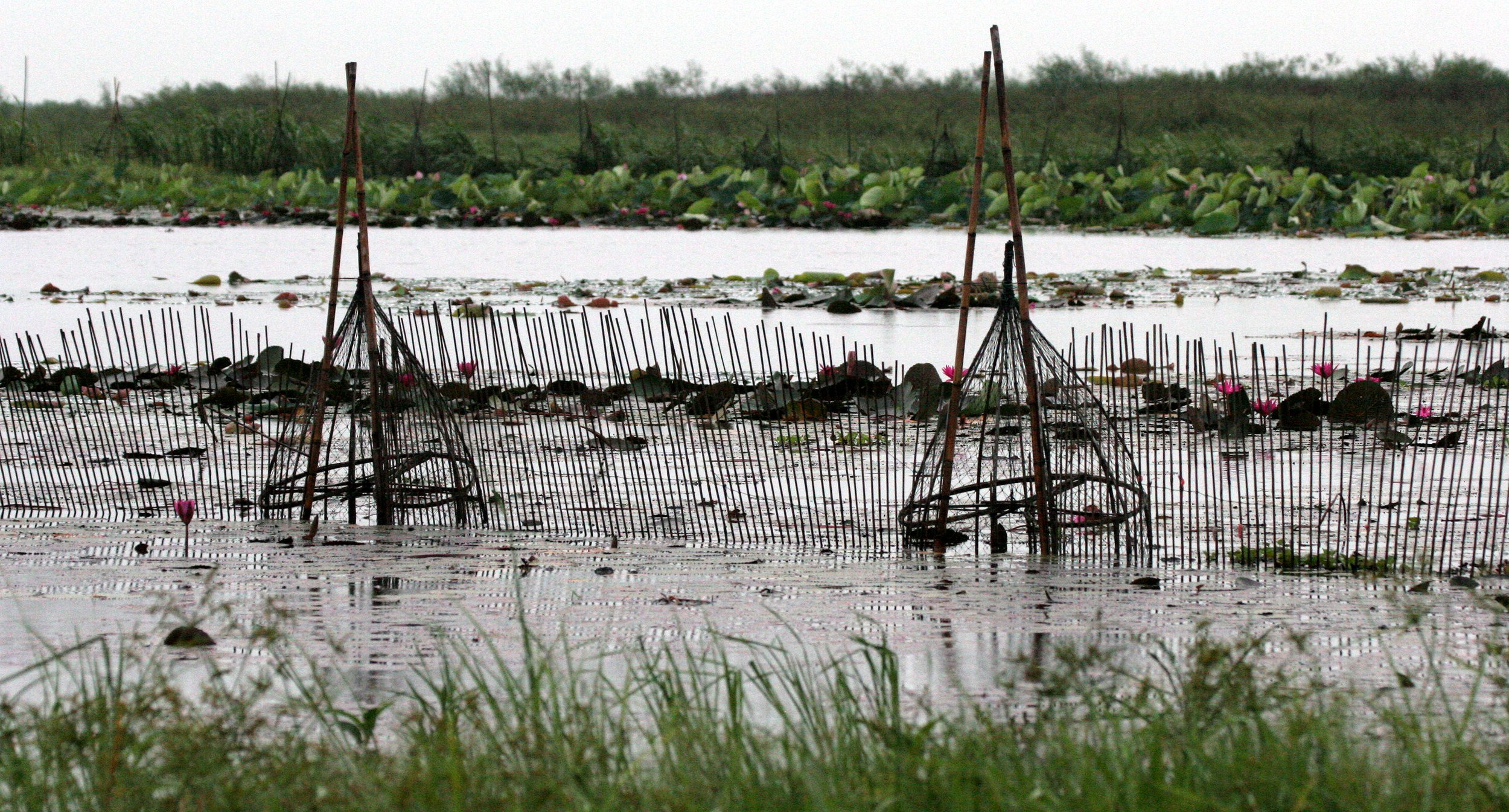 BUENG BORAPHET THAILAND - FISH TRAPS.JPG