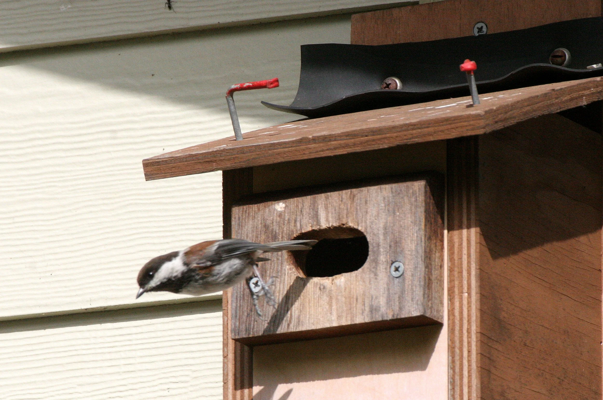 Chestnut-backed Chickadee (Poecile rufescens) Dungeness River NWR, Washington (3).JPG