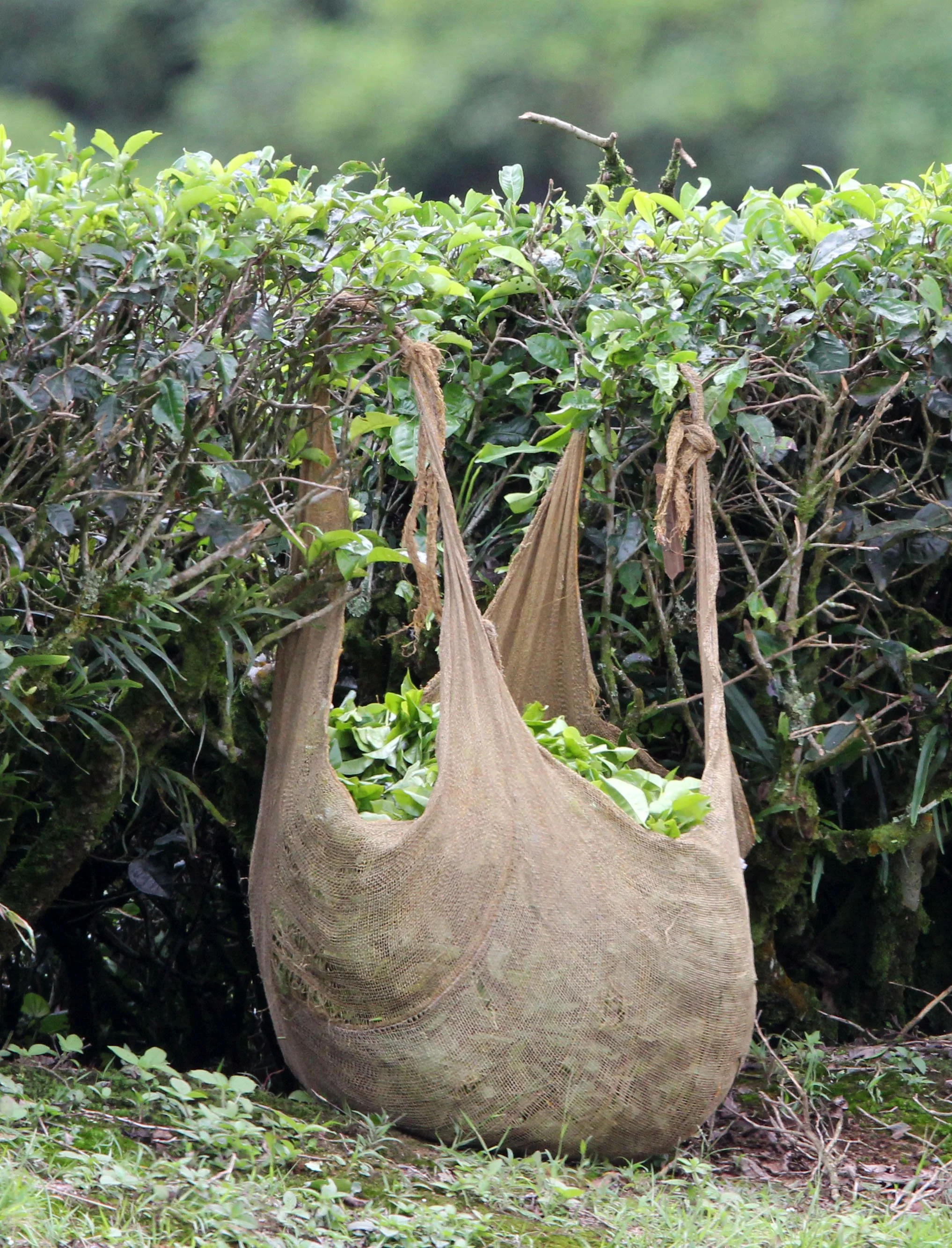 HALIMUN NATIONAL PARK JAVA BARAT INDONESIA (42).JPG