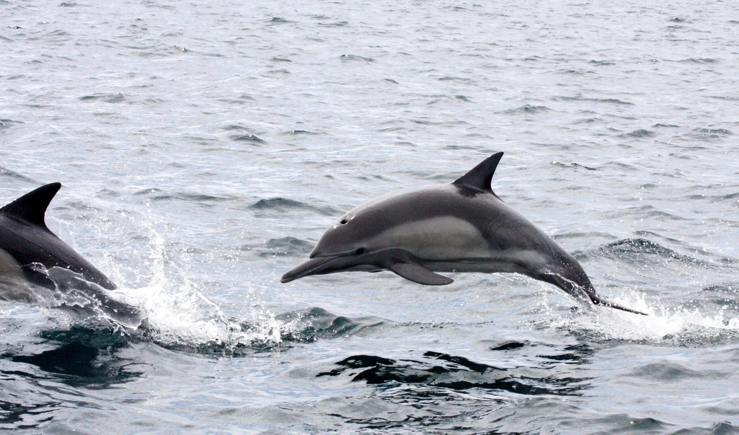 CETACEAN - DOLPHIN - COMMON DOLPHIN - LONG-BEAKED COMMON DOLPHIN - DELPHINUS CAPENSIS - BAHIA DE LORETO BAJA MEXICO (11).jpg