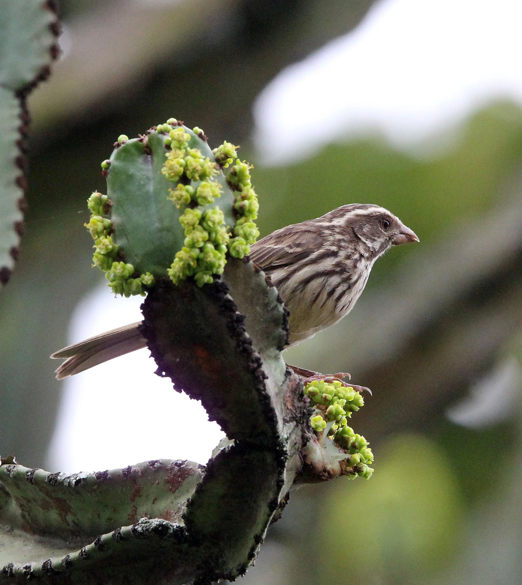 Streaky Seedeater (Crithagra striolata) Ruhengeri Rwanda (6).JPG