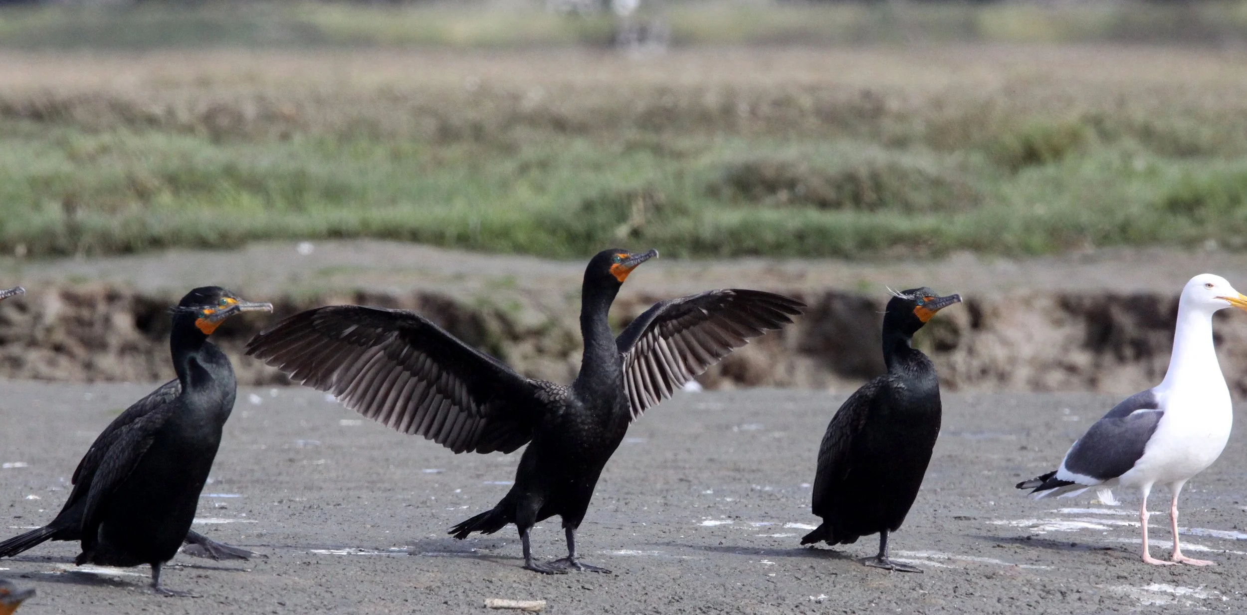 Nannopterum auritum - Double-crested Cormorant - Elkhorn Slough, California (13).JPG