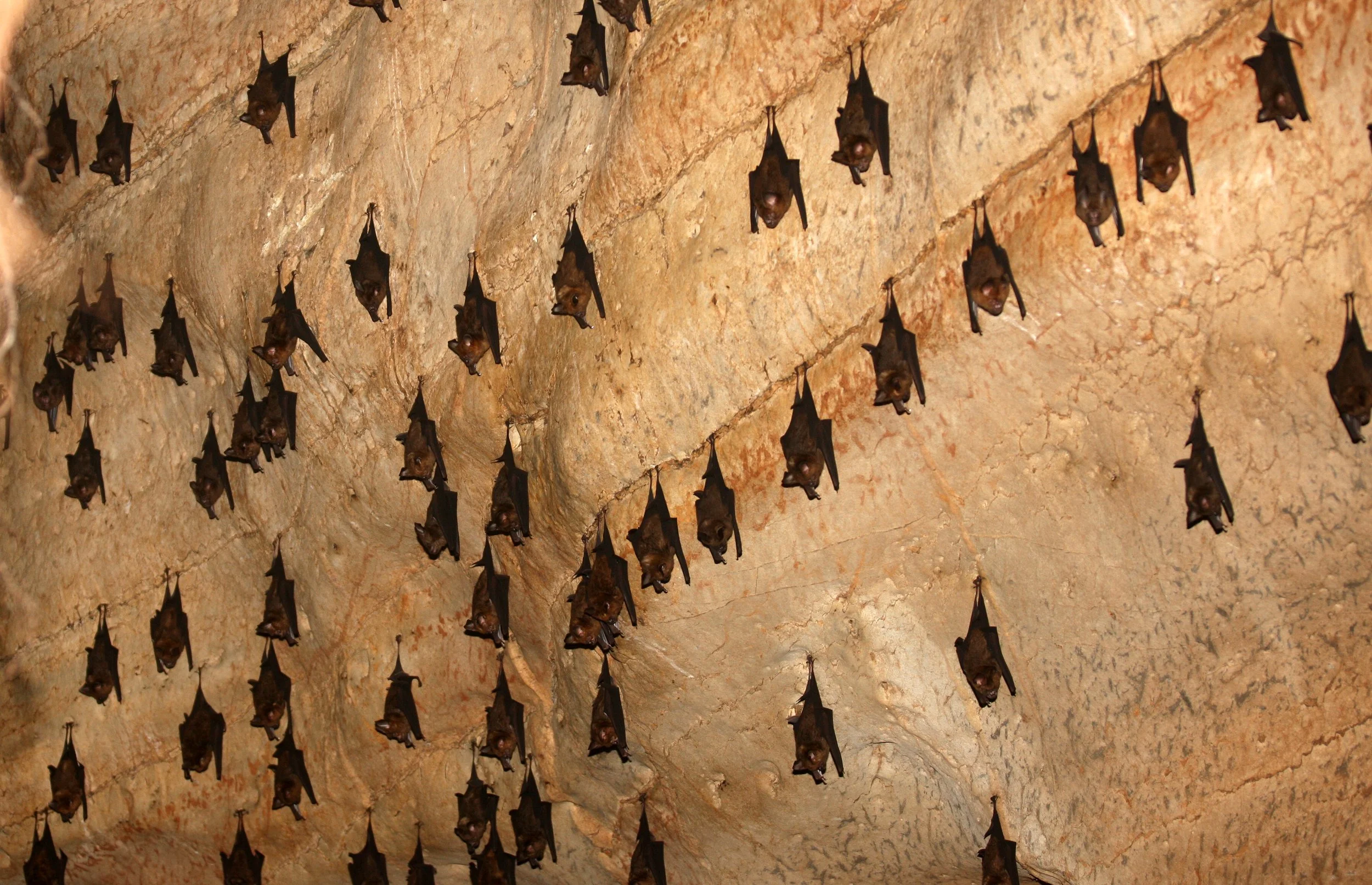 ROUNDLEAF BAT - GREAT ROUNDLEAF BAT - Hipposideros armiger - LANTA ISLAND THAILAND - KHAO MAI KAEW CAVES (4).JPG