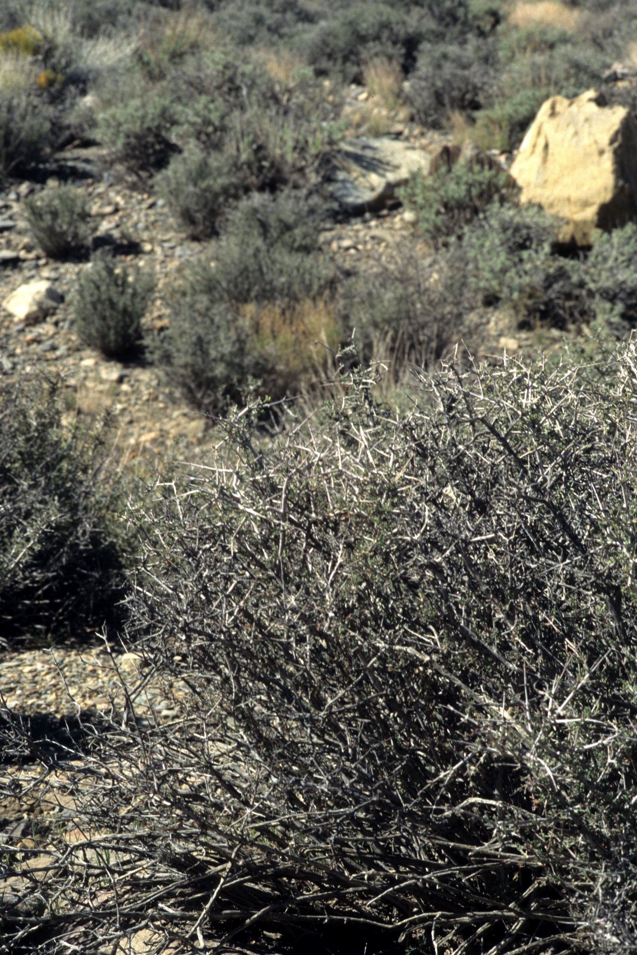 DEATH VALLY - PLANT SHRUB SPECIES.jpg
