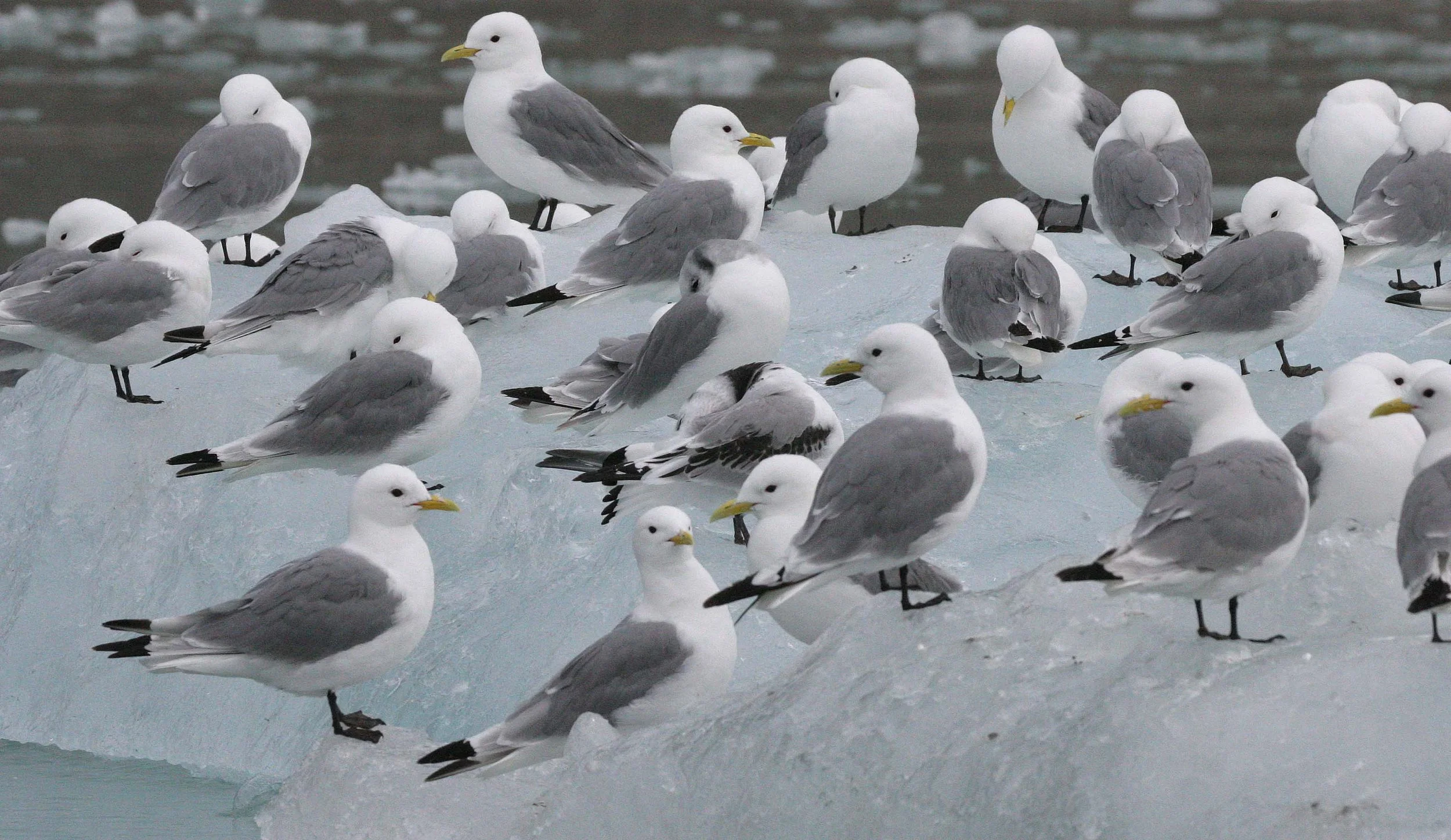 BIRD - KITTIWAKE - BLACK-LEGGED - SVALBARD (47).jpg