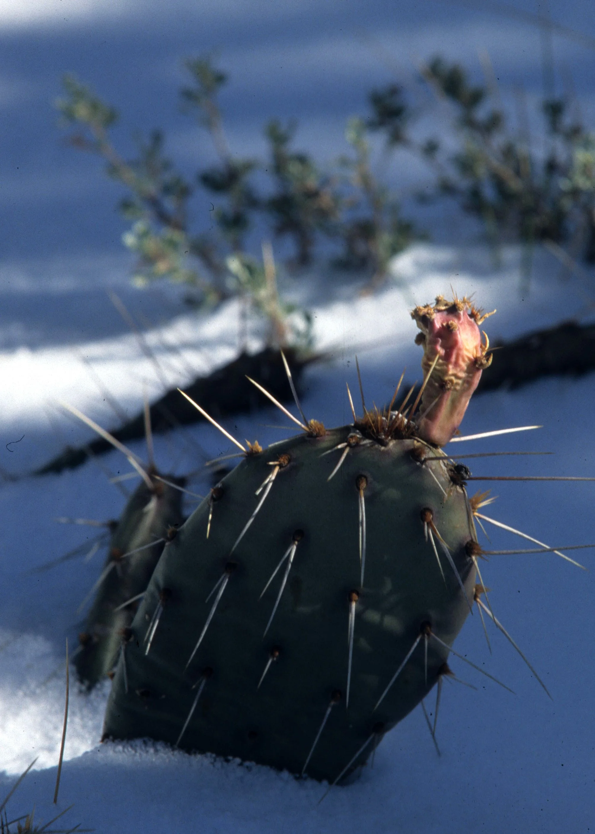 ANASAZILAND - OPUNTIA PHAEACANTHA.jpg