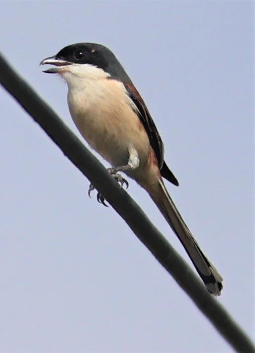 Long-tailed Shrike (Lanius schach) Nong Bong Kai Non-hunting Area Thailand (5).JPG
